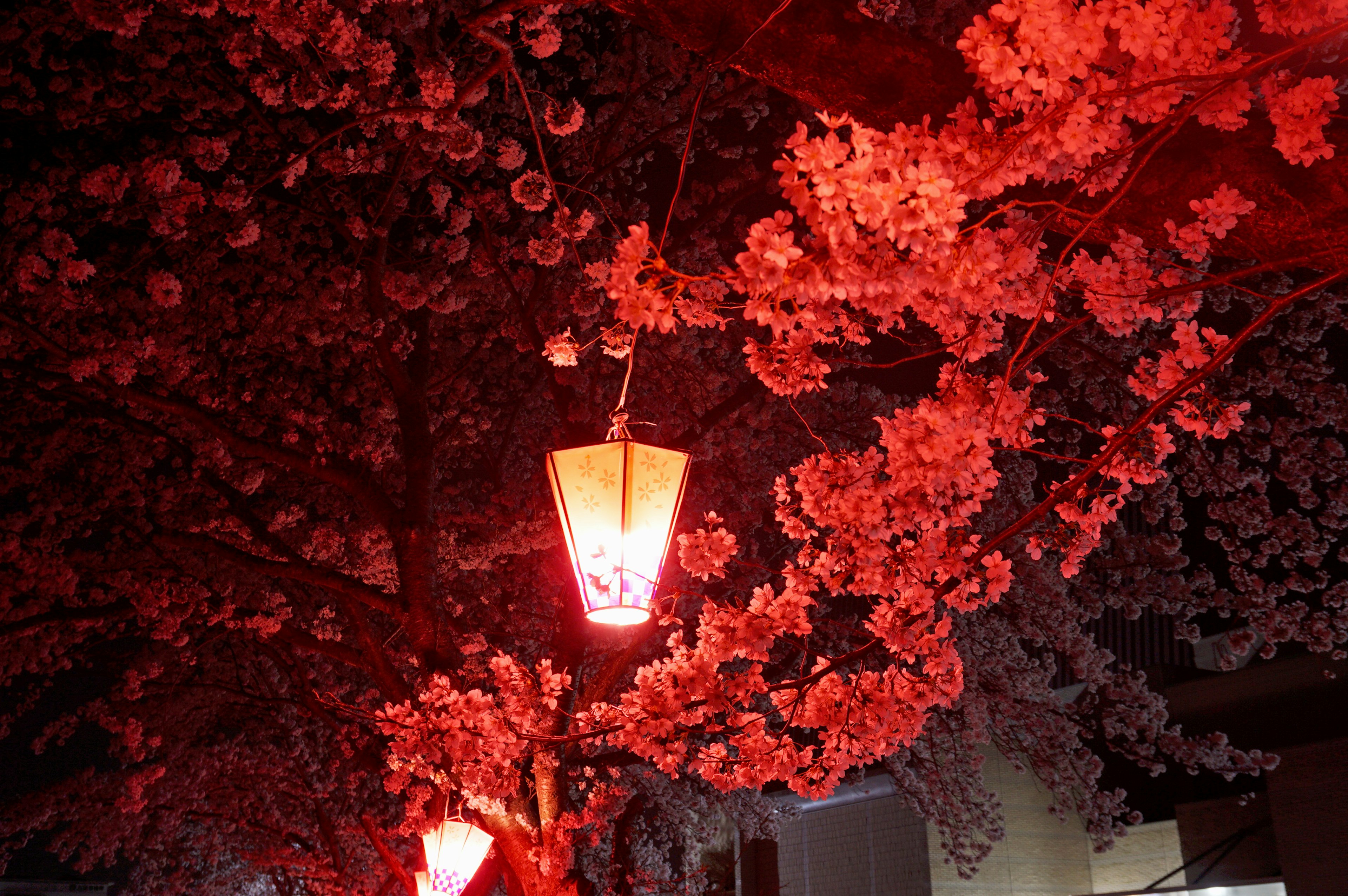 Scène enchanteresse de cerisiers illuminés par des lanternes rouges la nuit