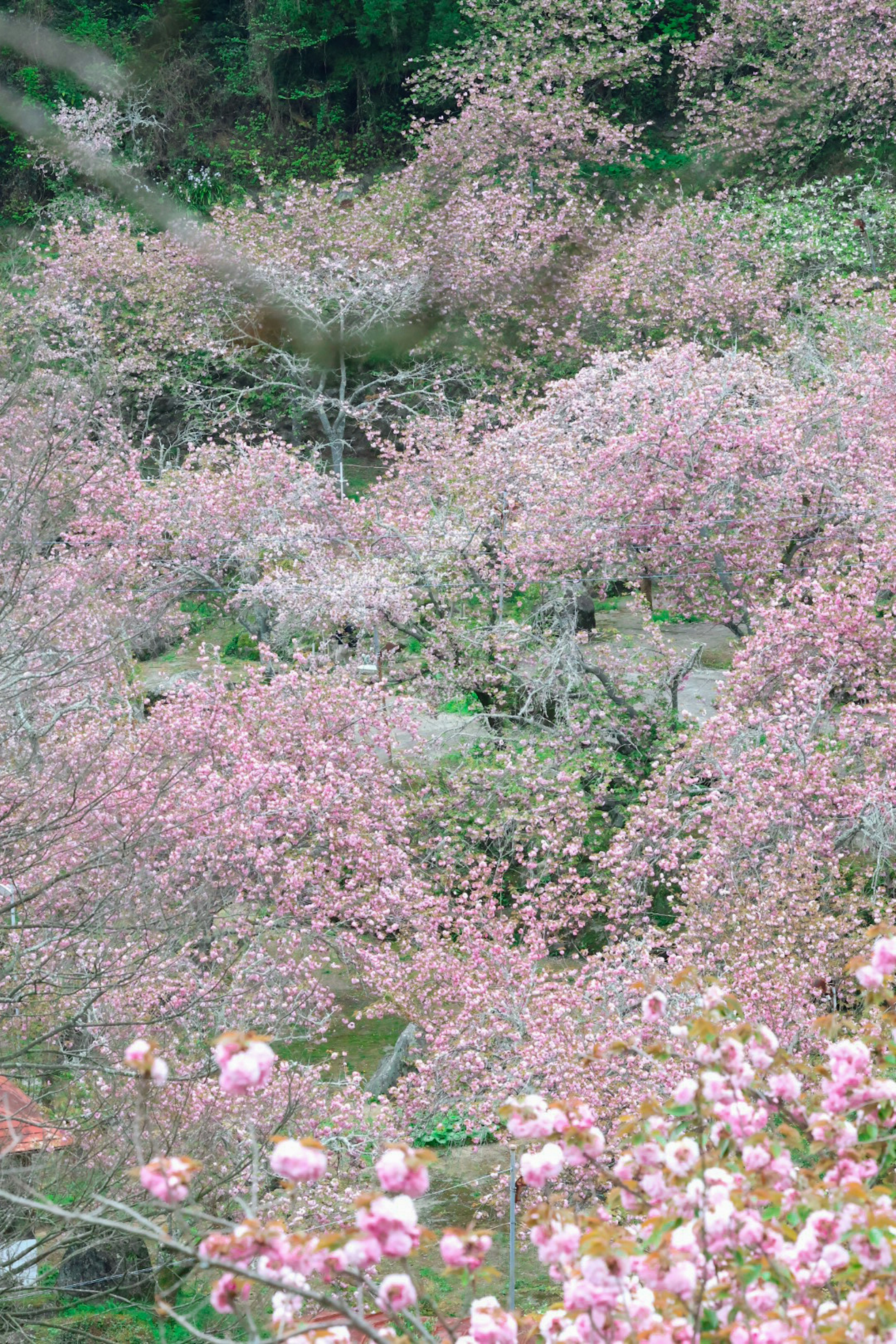 美しい桜の木々が満開の風景