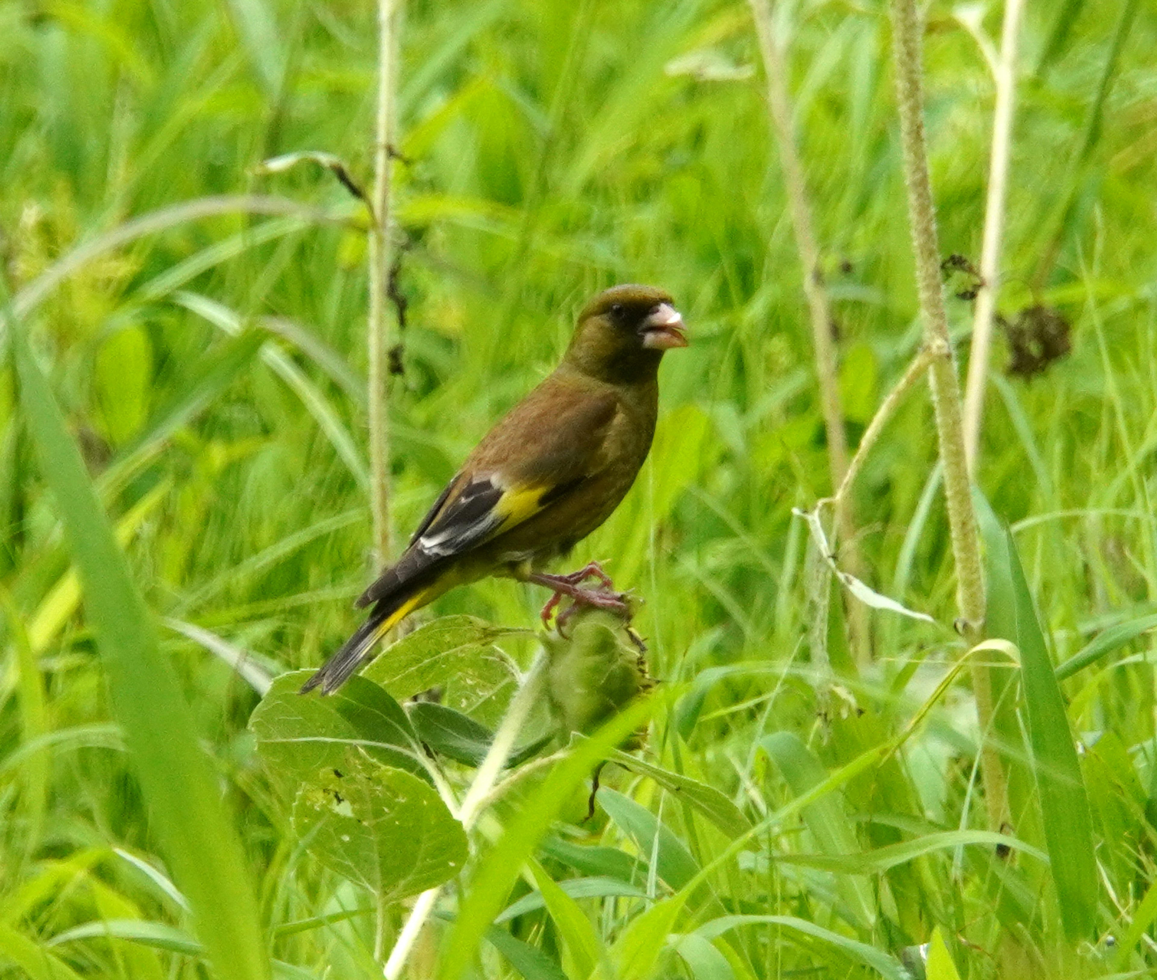 Uccello verde appollaiato in un campo verdeggiante