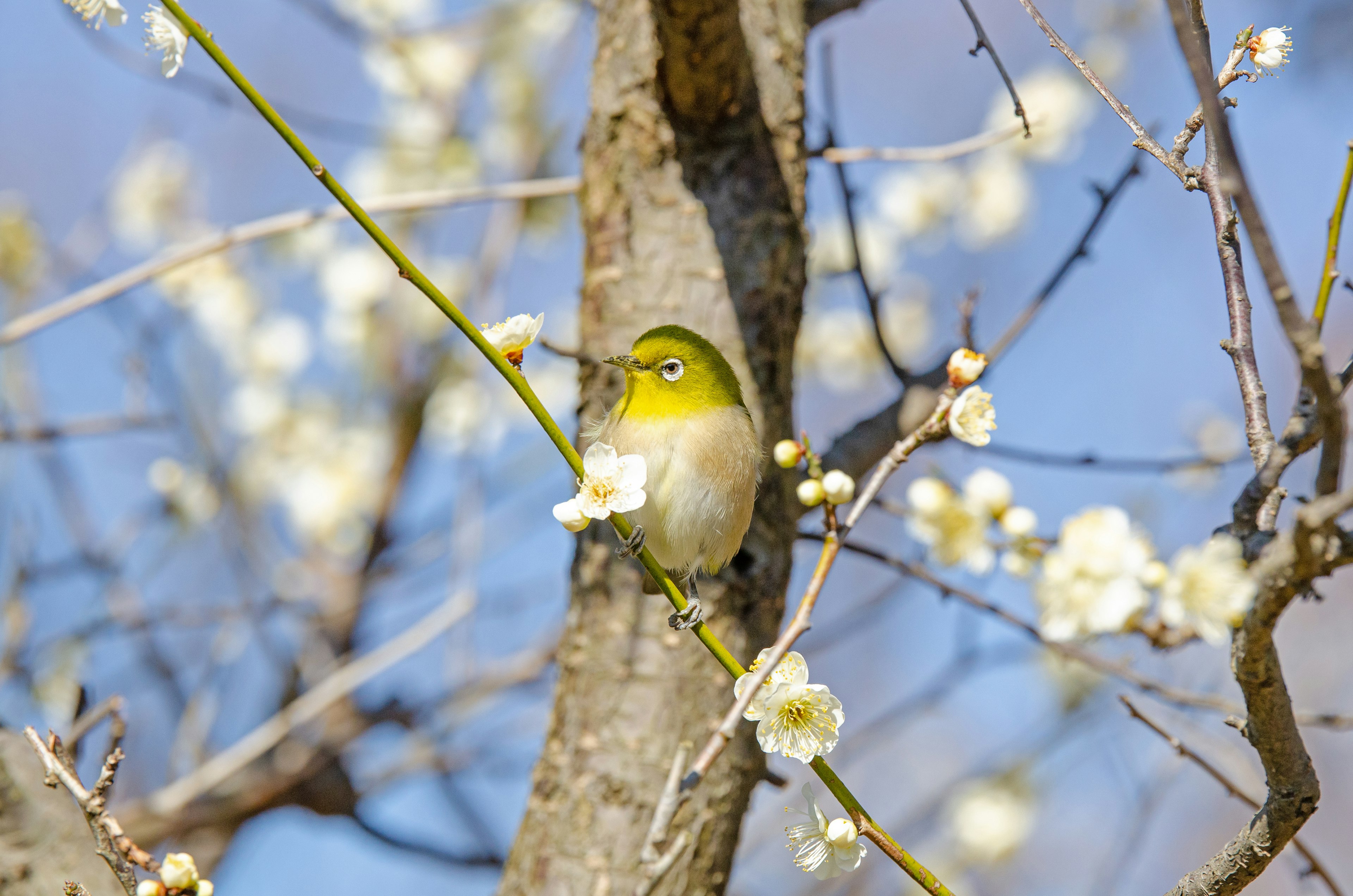 Un piccolo uccello appollaiato su un ramo di fiori di pruno