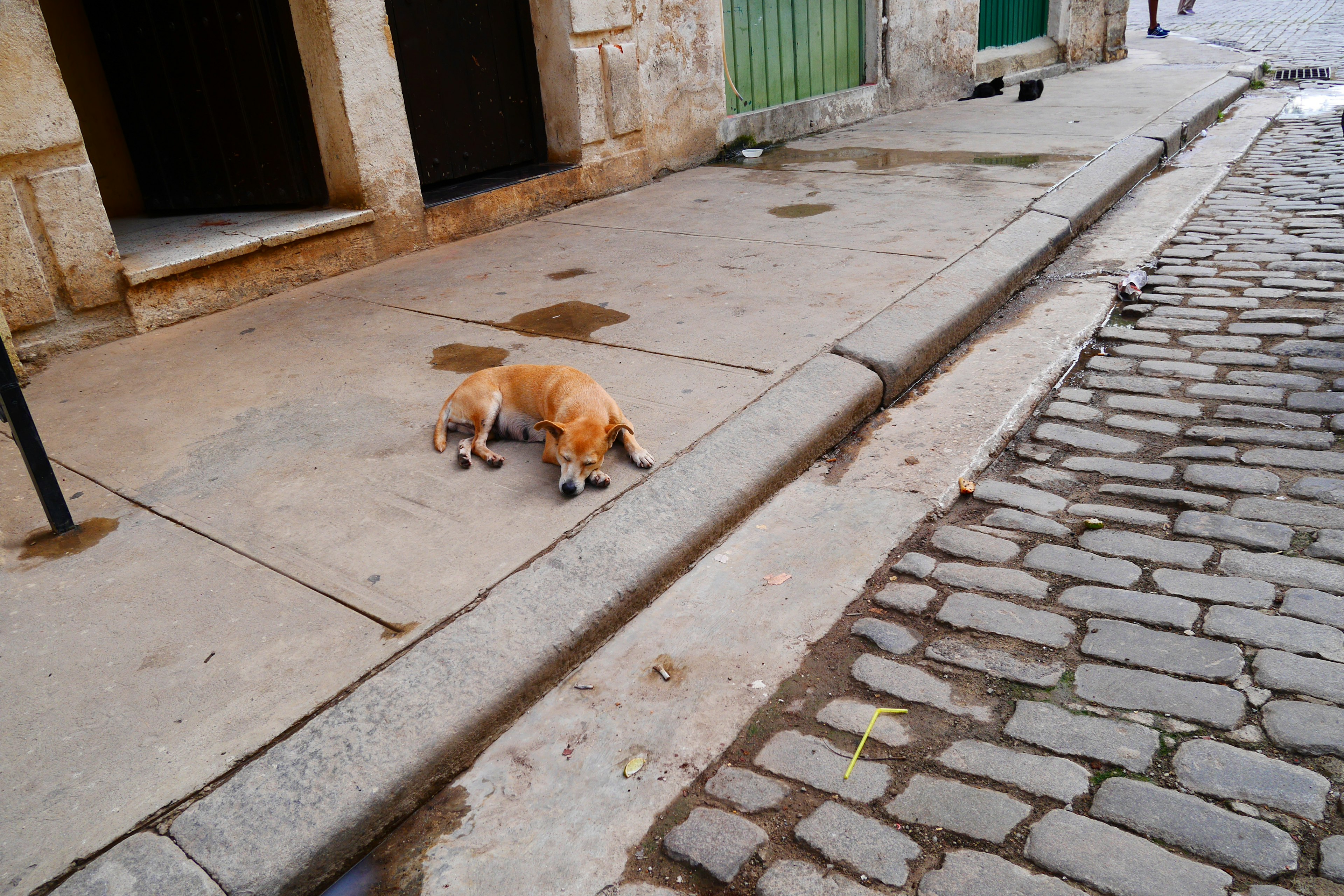 A dog lying on a cobblestone street with old stone walls and green doors in the background