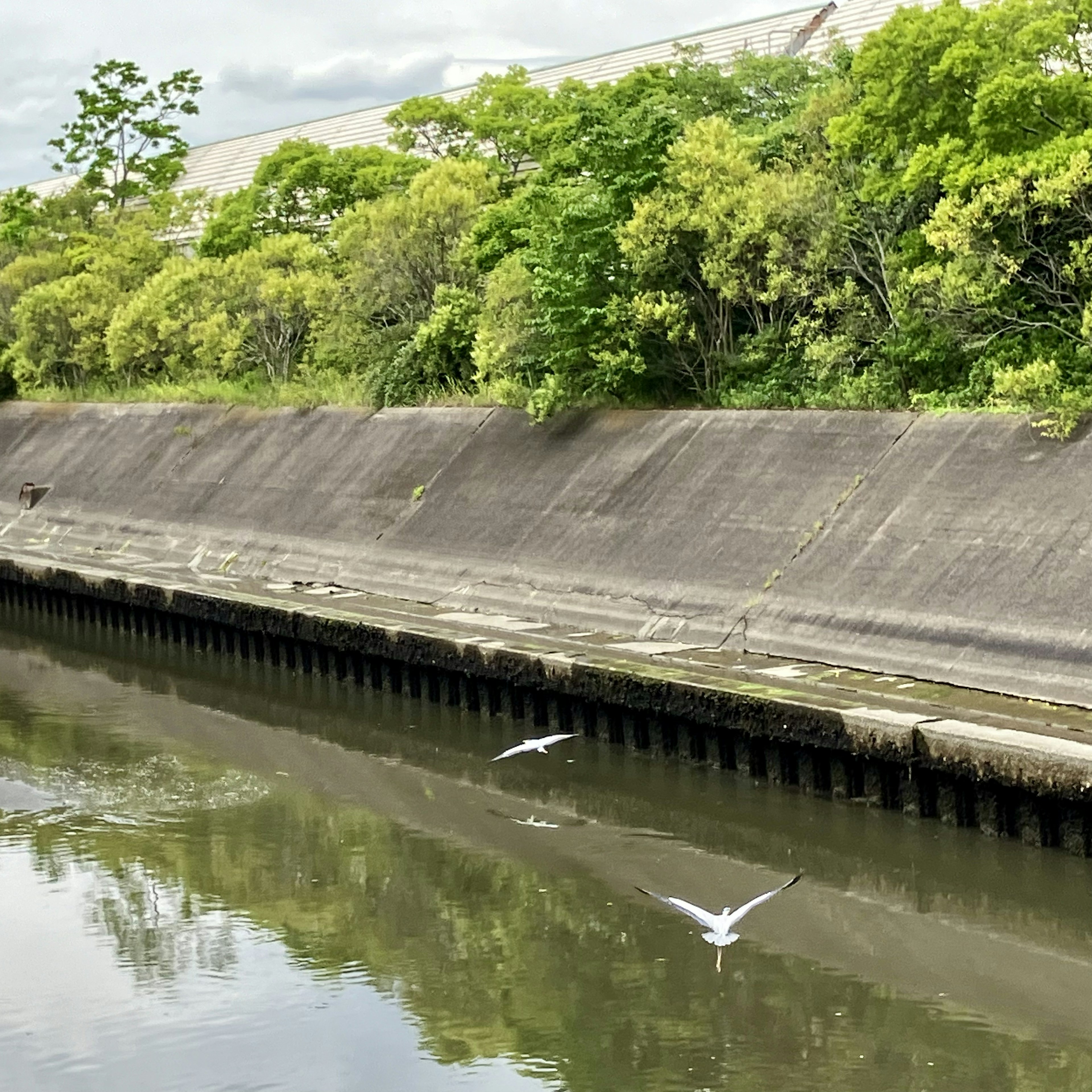 緑の木々に囲まれた水路で飛ぶ白い鳥たち