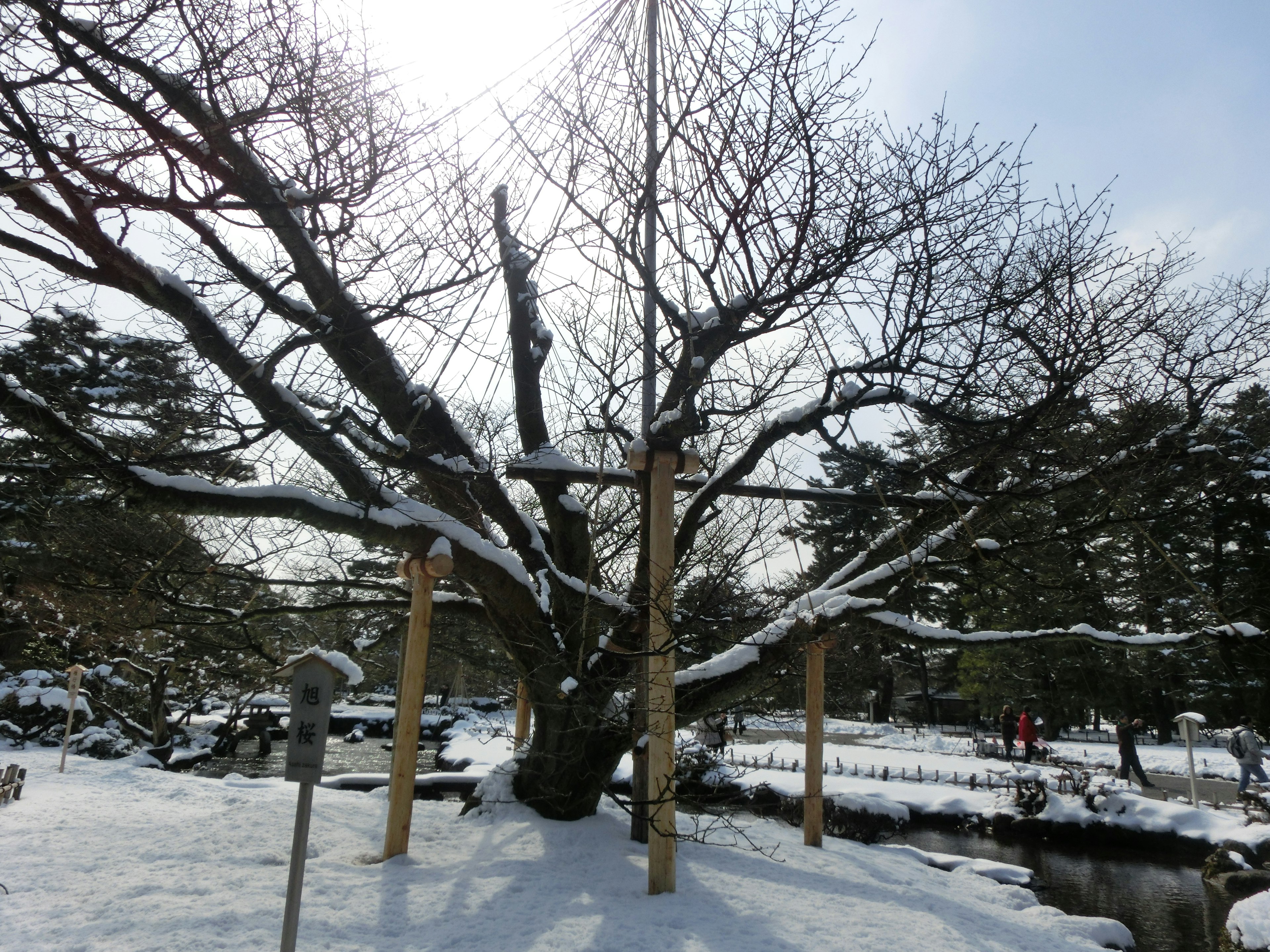 Grand arbre recouvert de neige avec paysage environnant