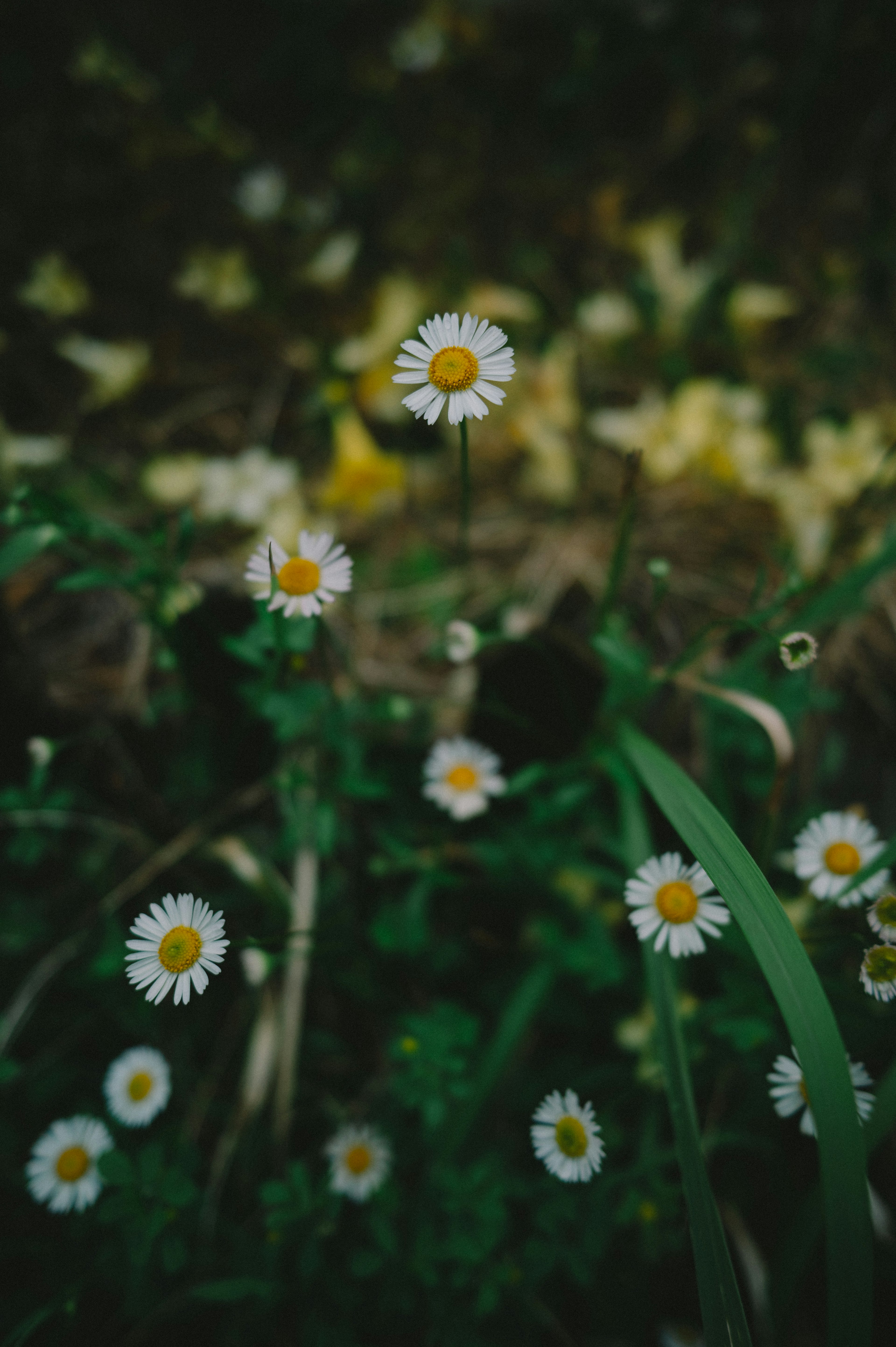 Daisies with white petals and yellow centers blooming among green grass