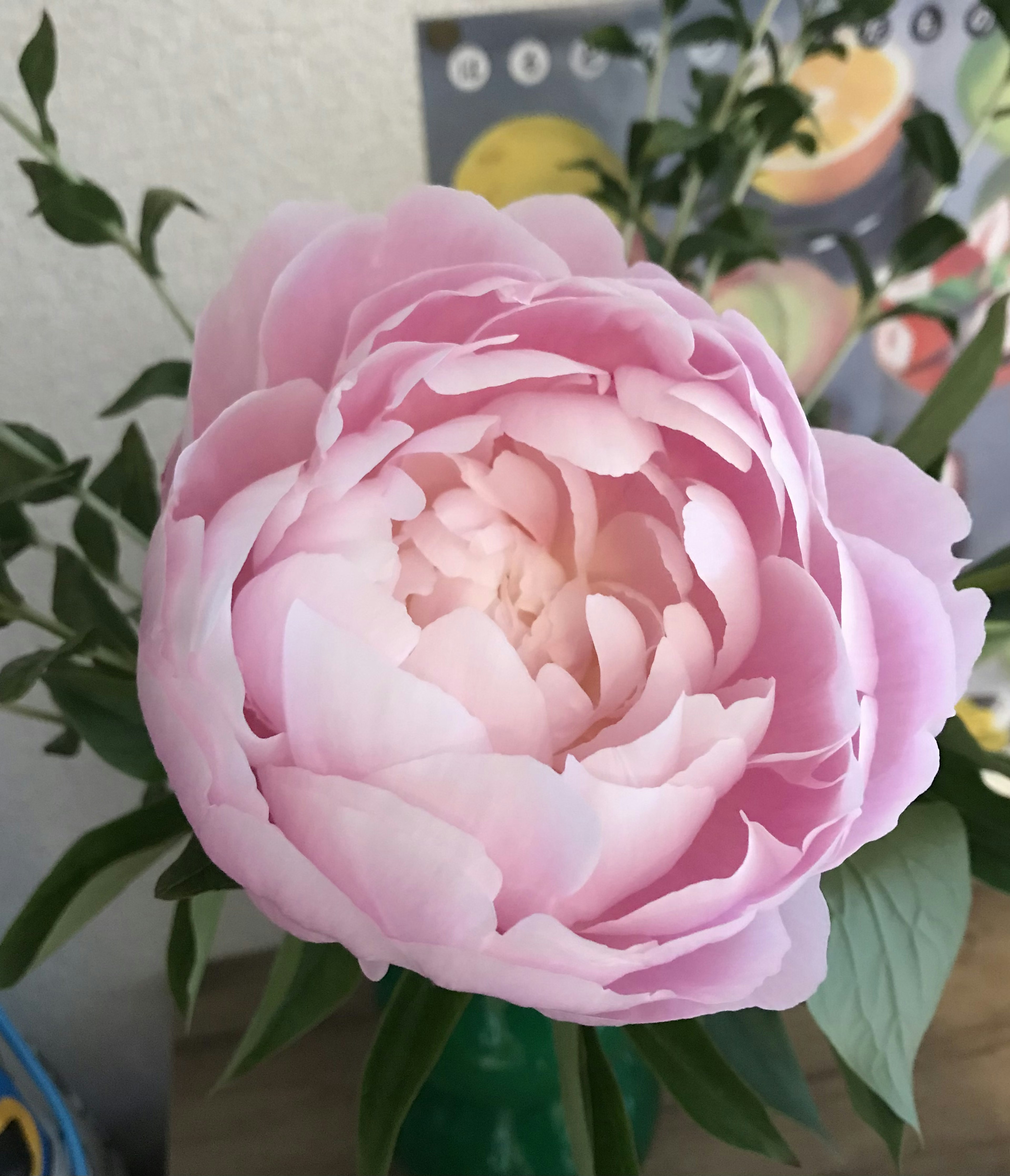 Bunga peony besar berwarna pink dengan daun hijau