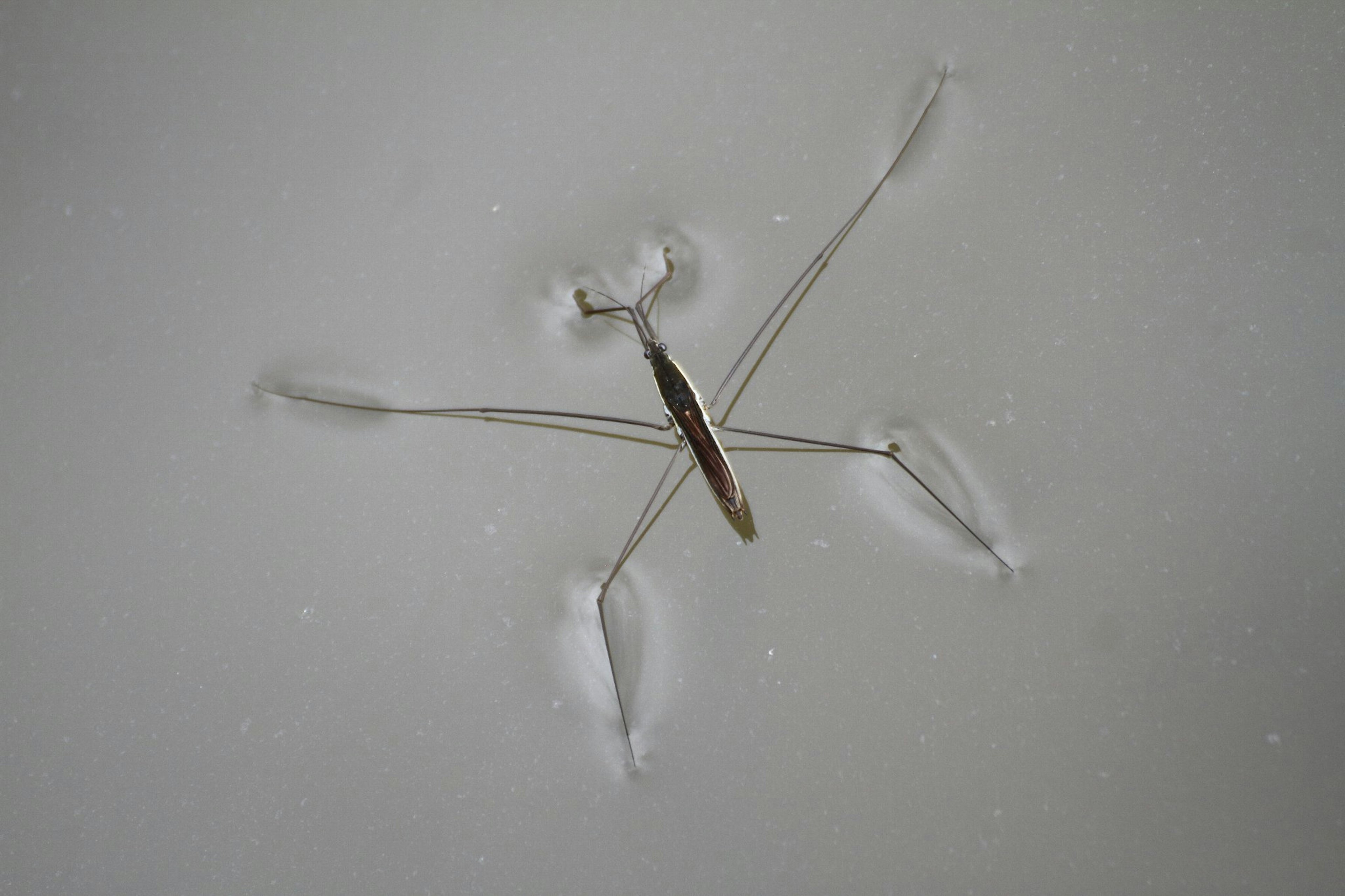 A snowman-like figure made of snow with a metal spoon