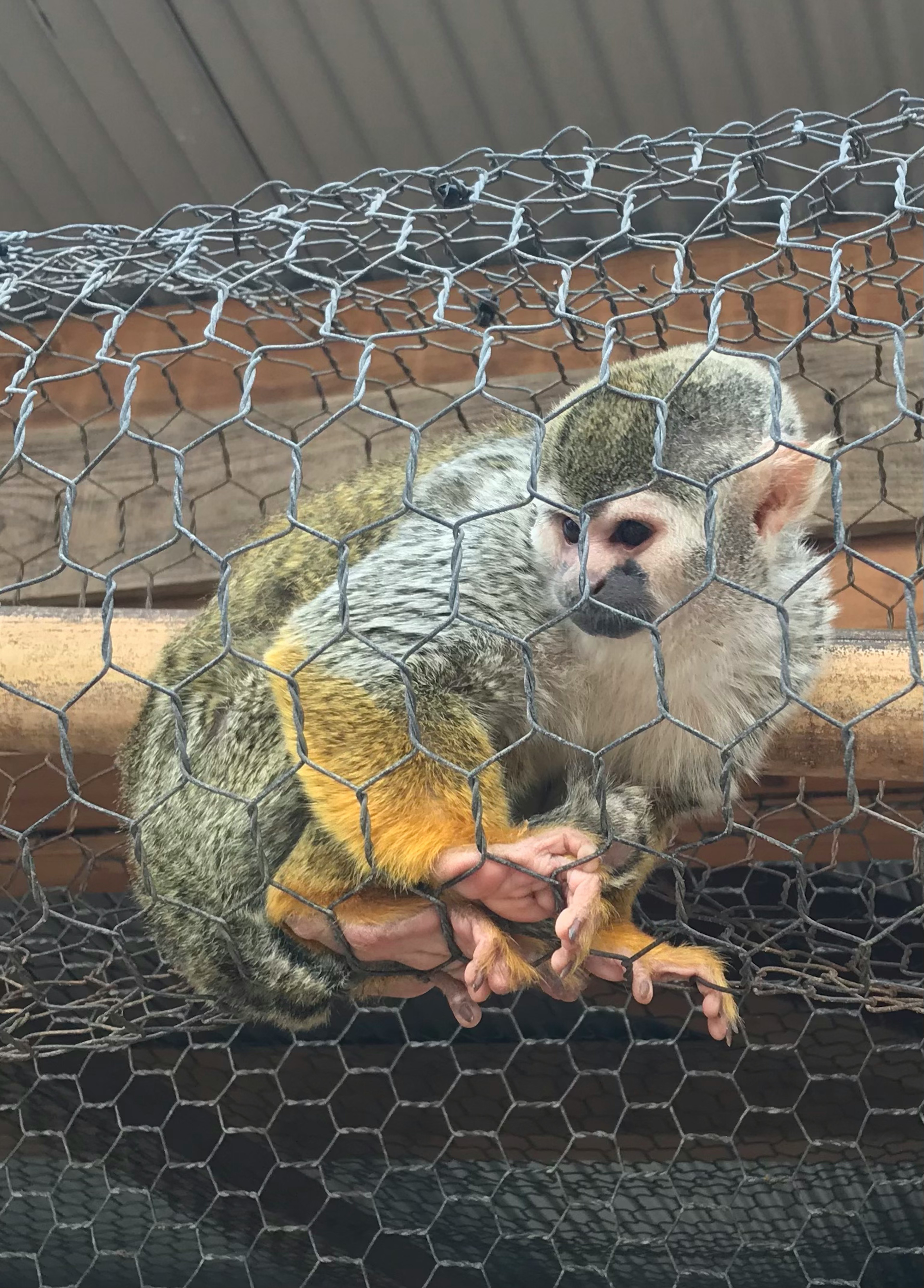 Seekor monyet duduk di atas dahan kayu dalam kandang kawat