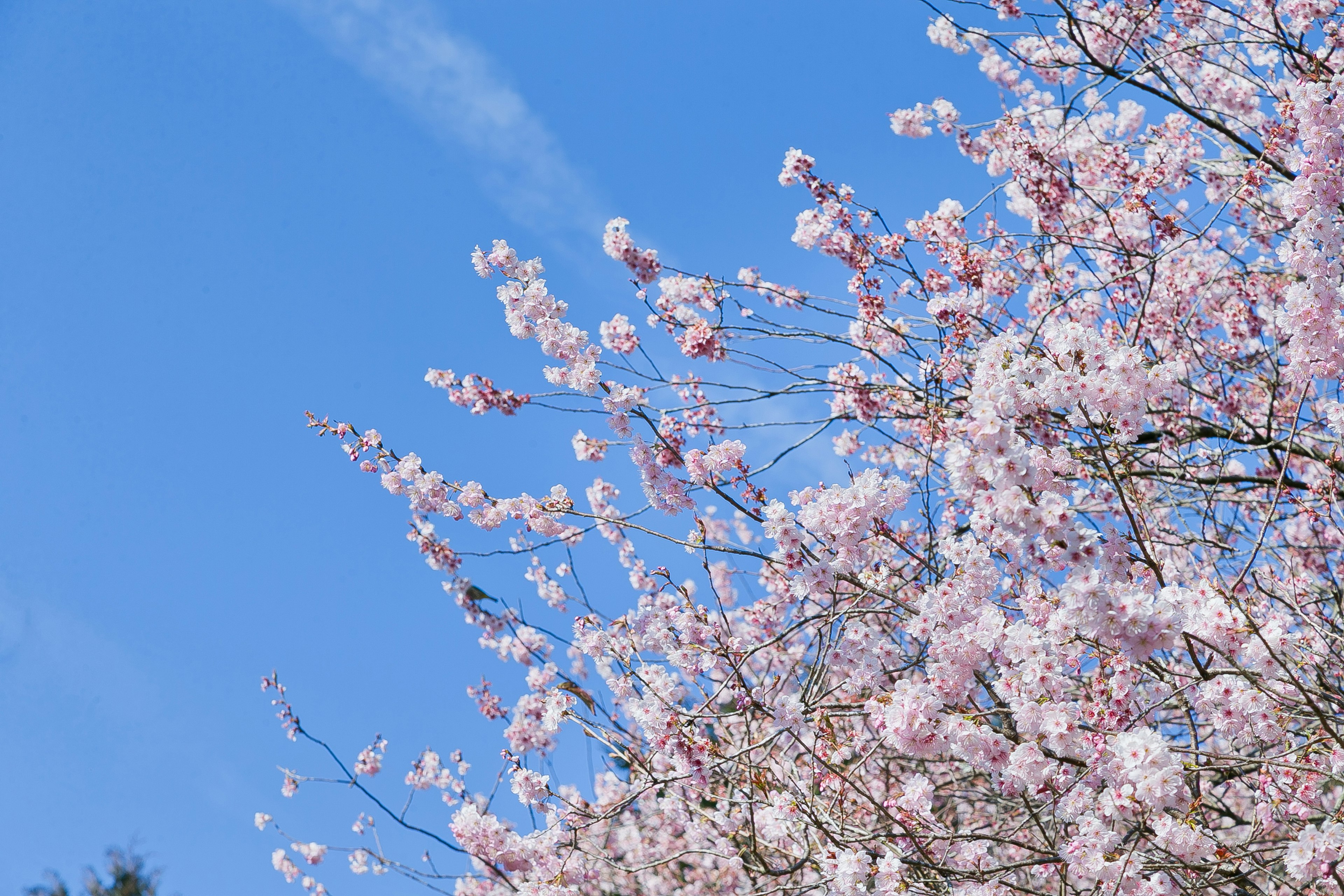 Bunga sakura mekar indah di bawah langit biru