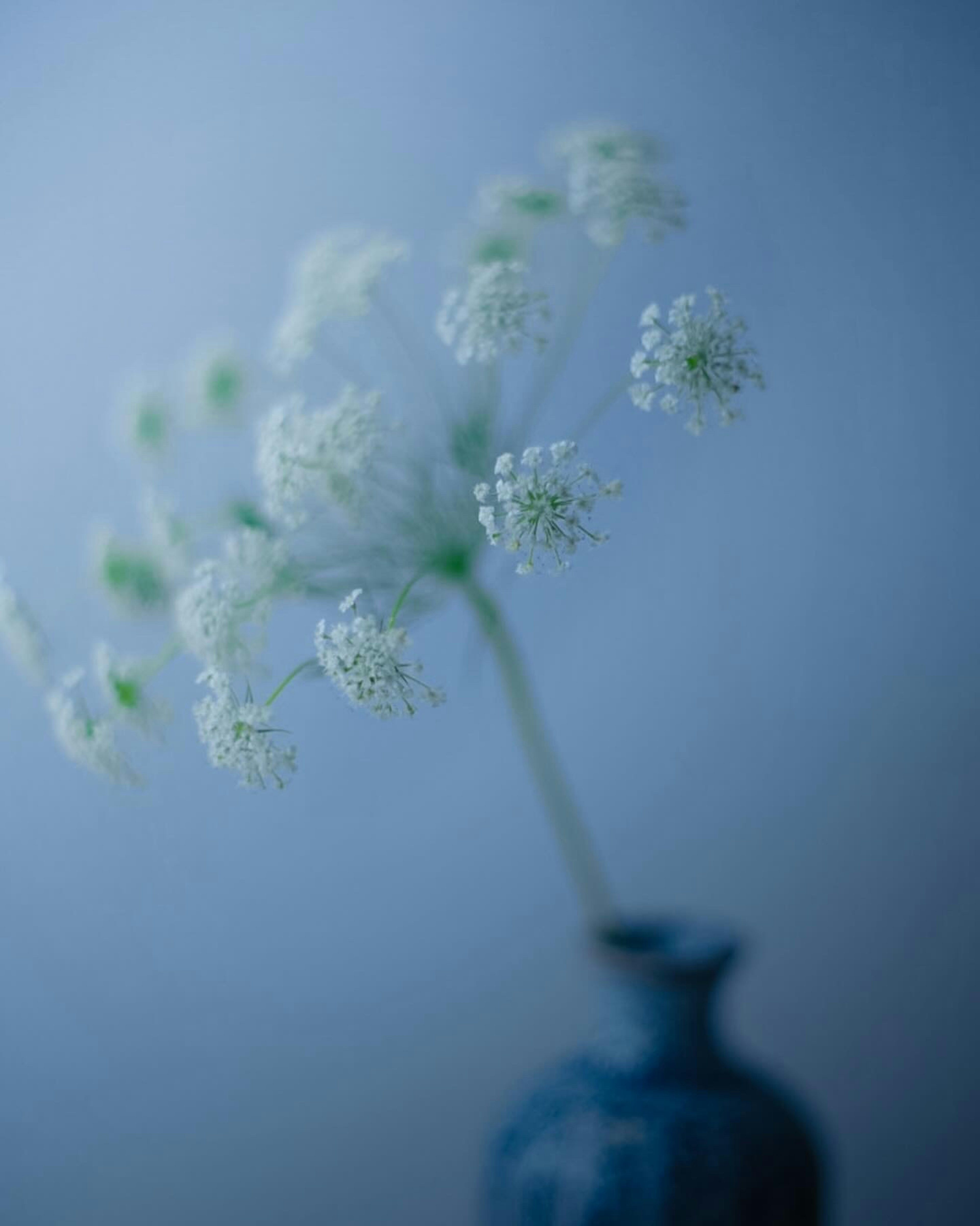 Un vaso blu con fiori bianchi su uno sfondo azzurro morbido