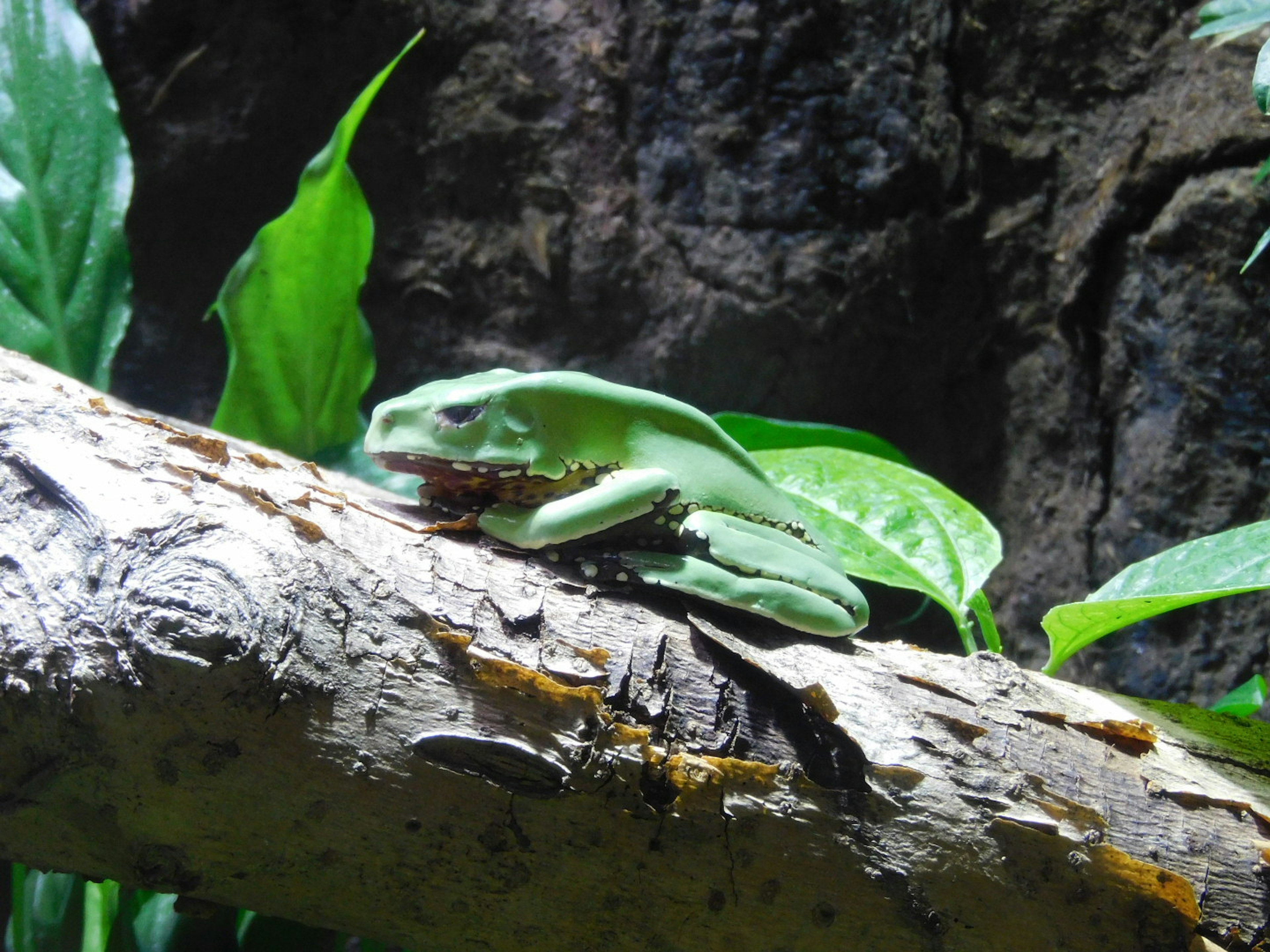 A green frog sitting on a branch surrounded by green leaves