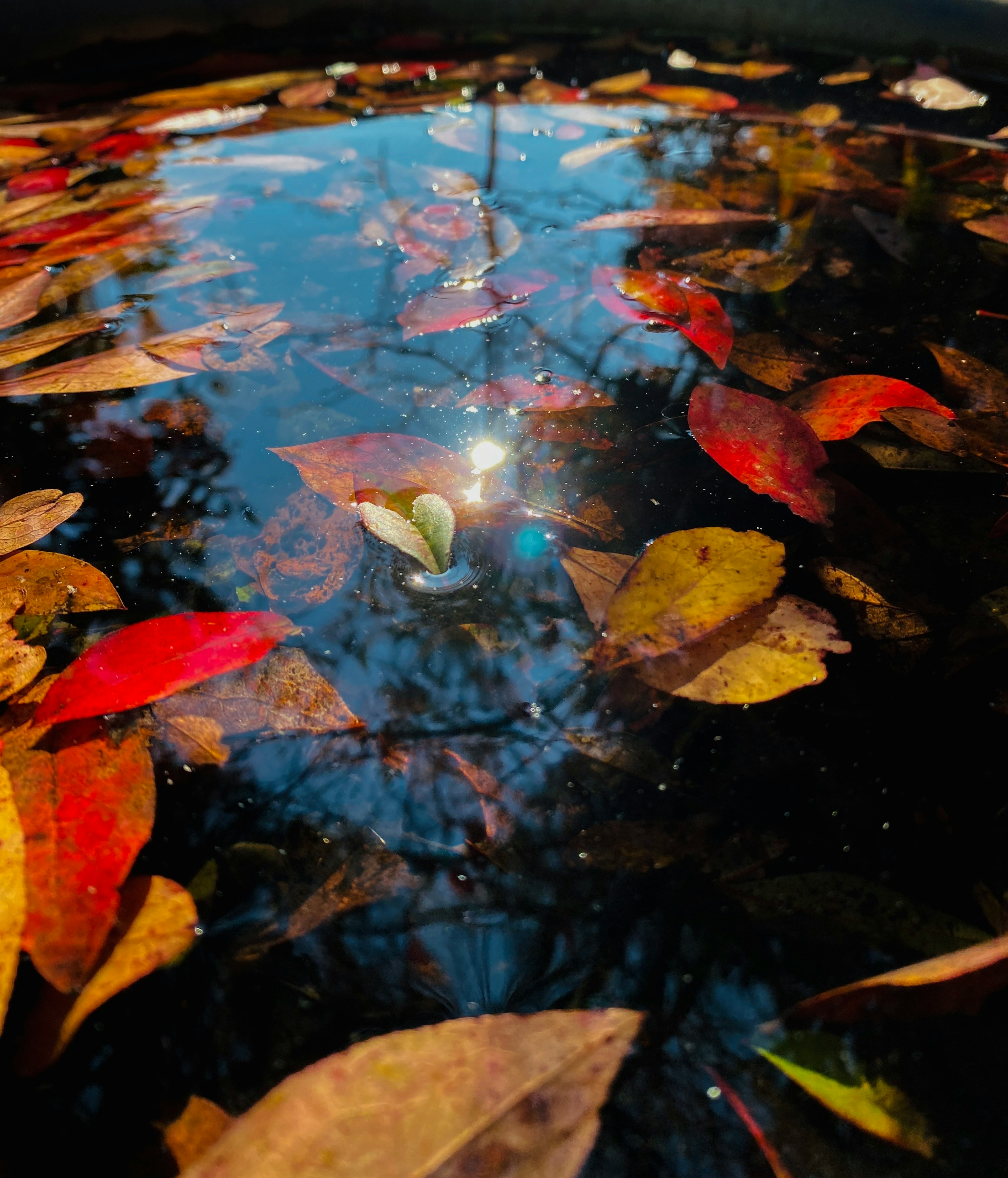 Superficie dell'acqua con foglie rosse e gialle galleggianti e luce riflessa