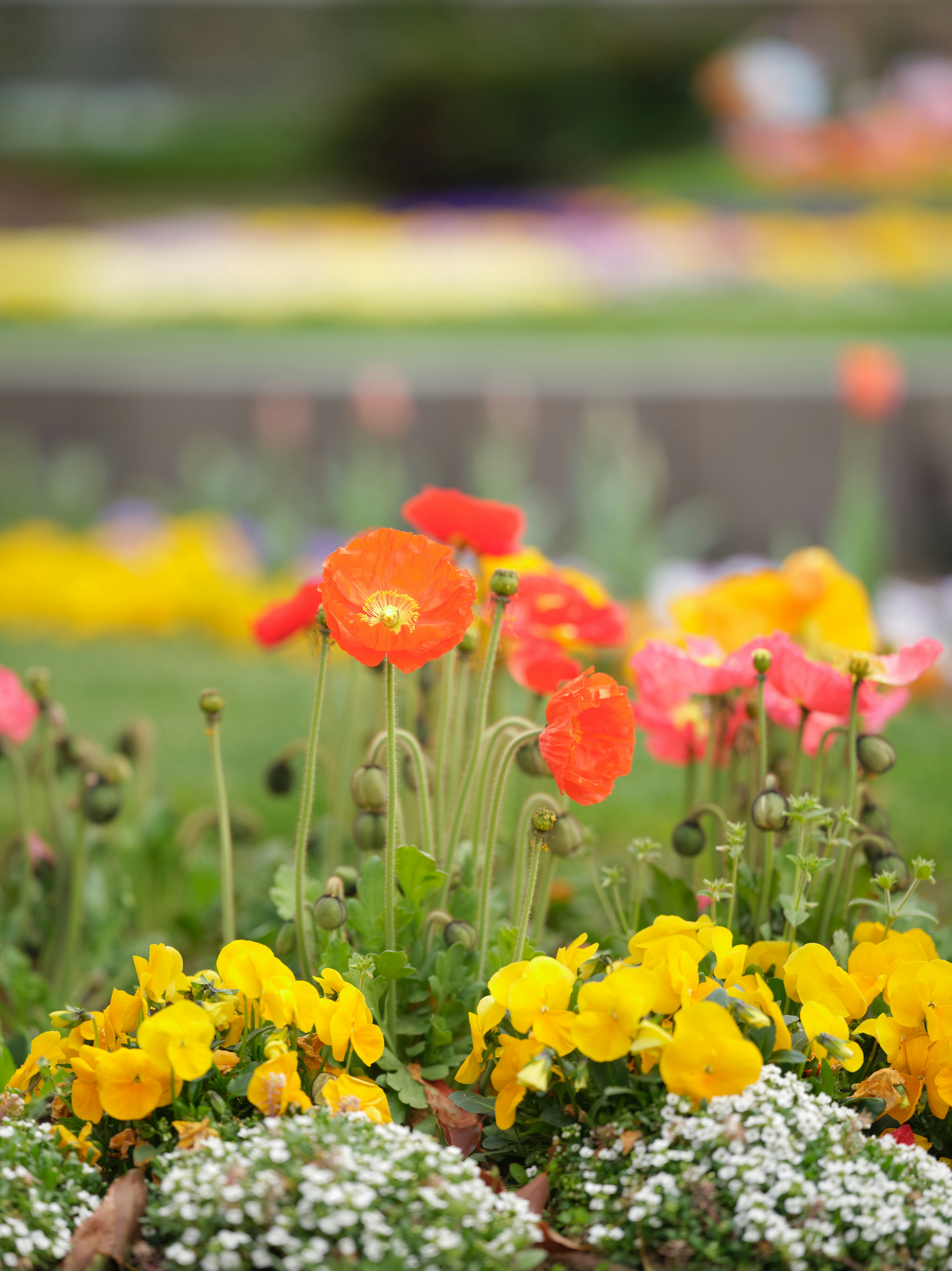 Bunte Blumen blühen in einem Garten