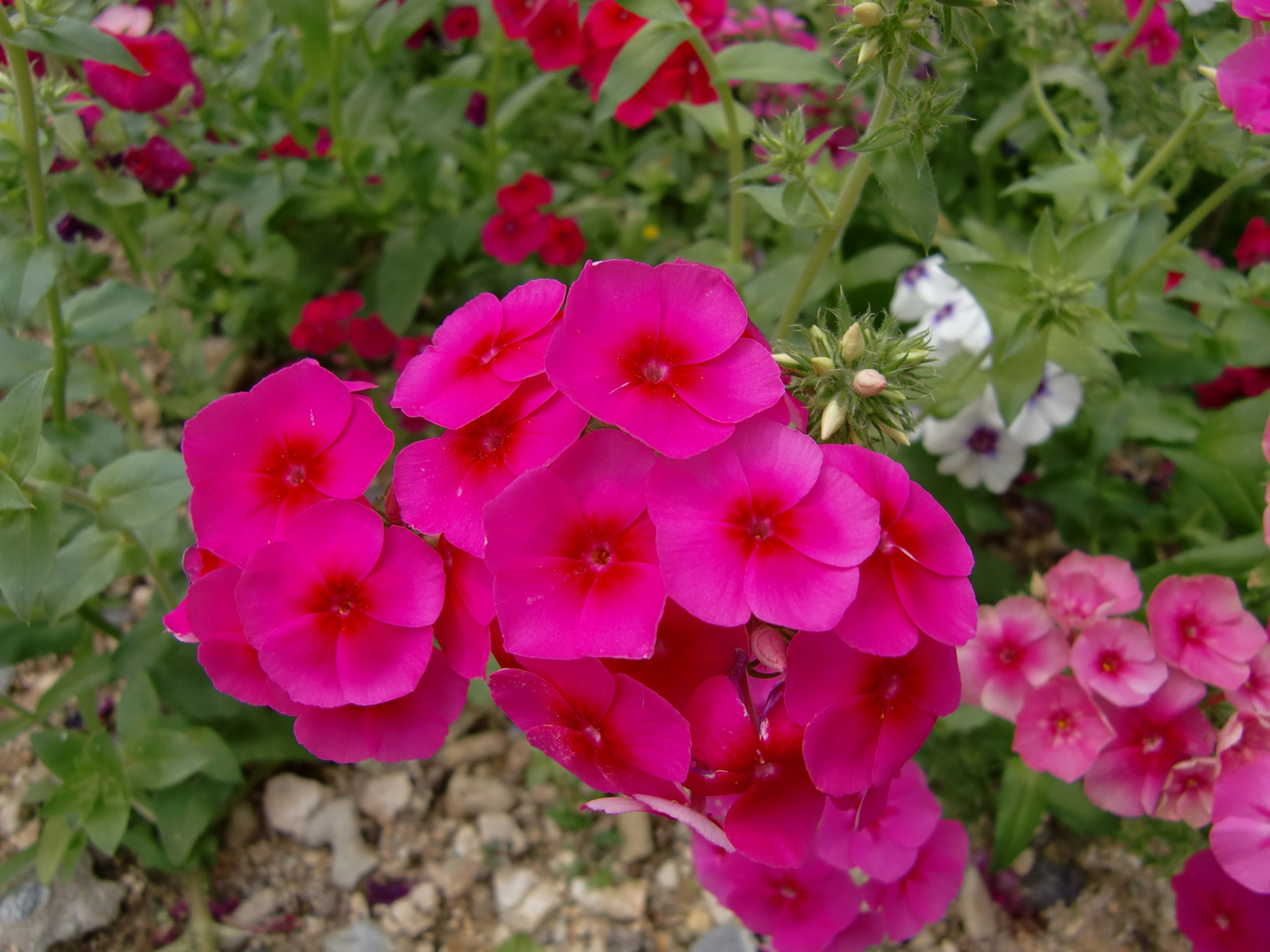 Fleurs roses vibrantes regroupées dans un beau jardin