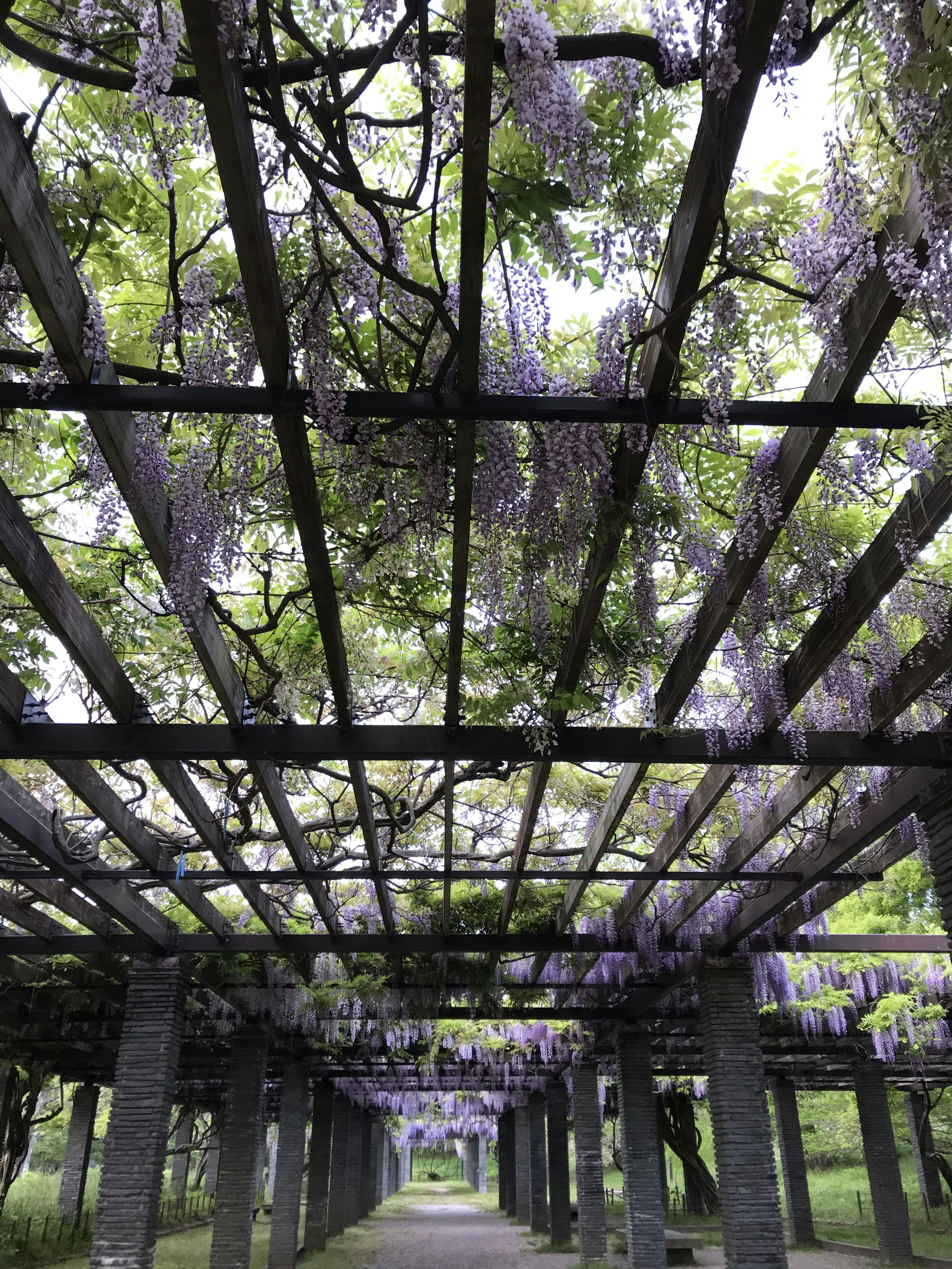 Sendero de madera cubierto de flores de glicinia moradas