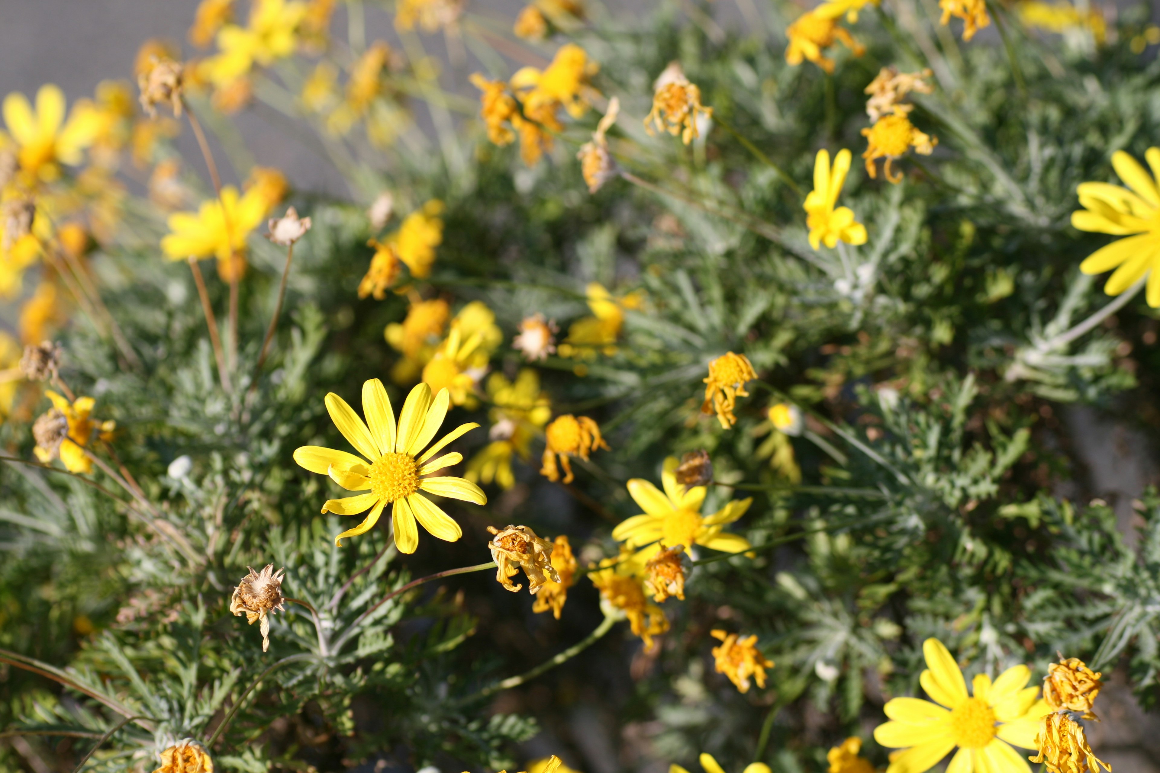 Primo piano di una pianta con fiori gialli in fiore