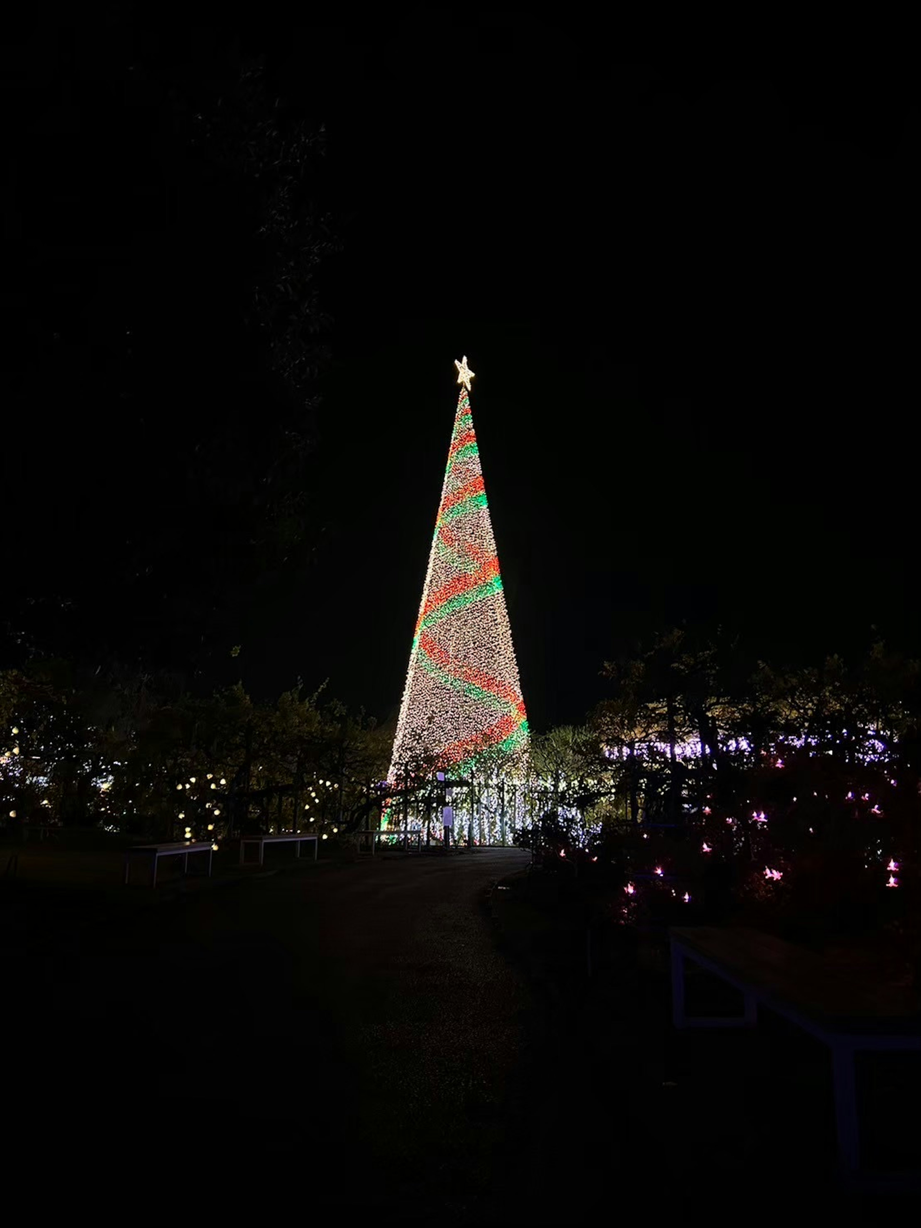 夜空に輝くクリスマスツリーのイルミネーション