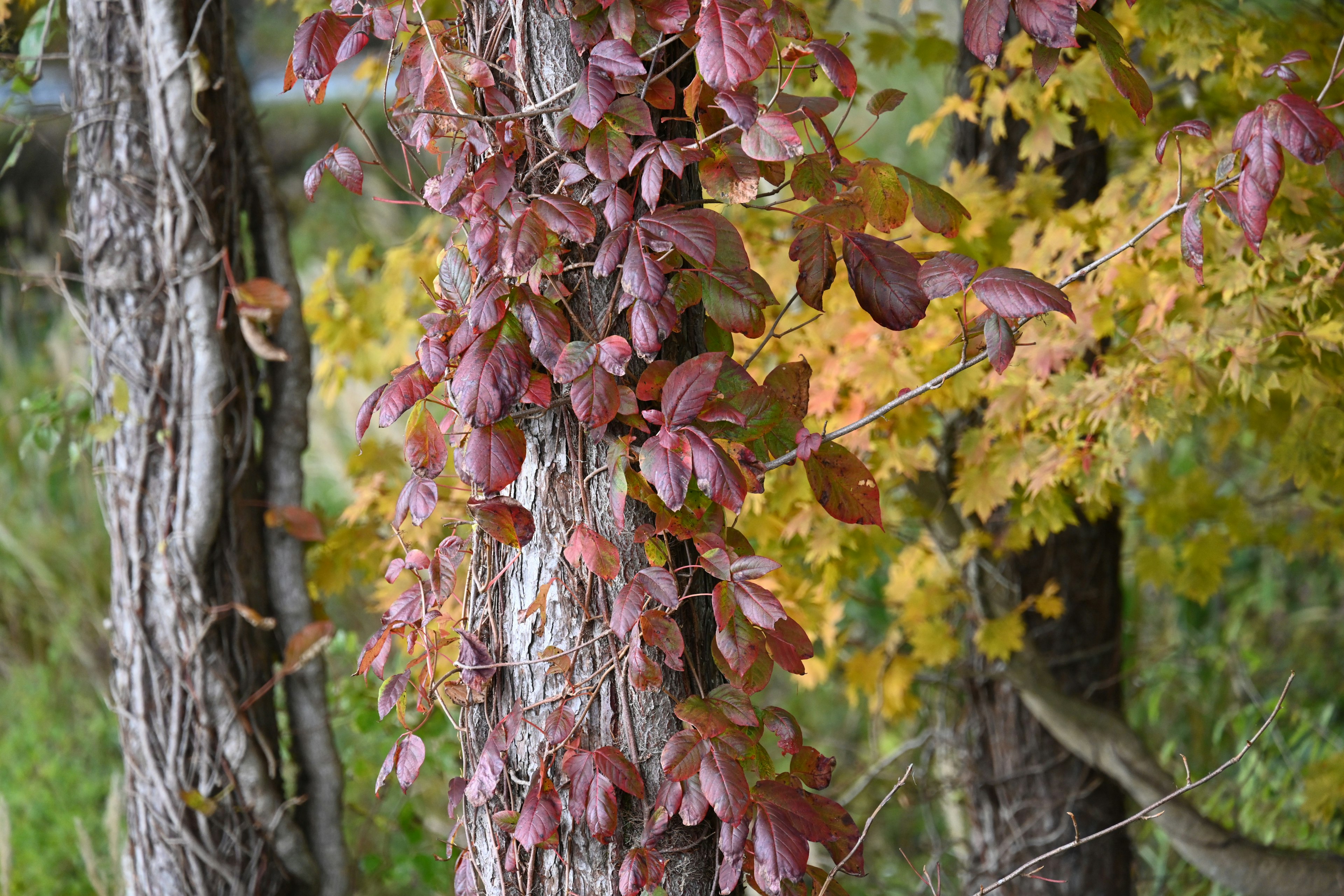 Hojas rojo púrpura trepando por un tronco de árbol con follaje amarillo de fondo