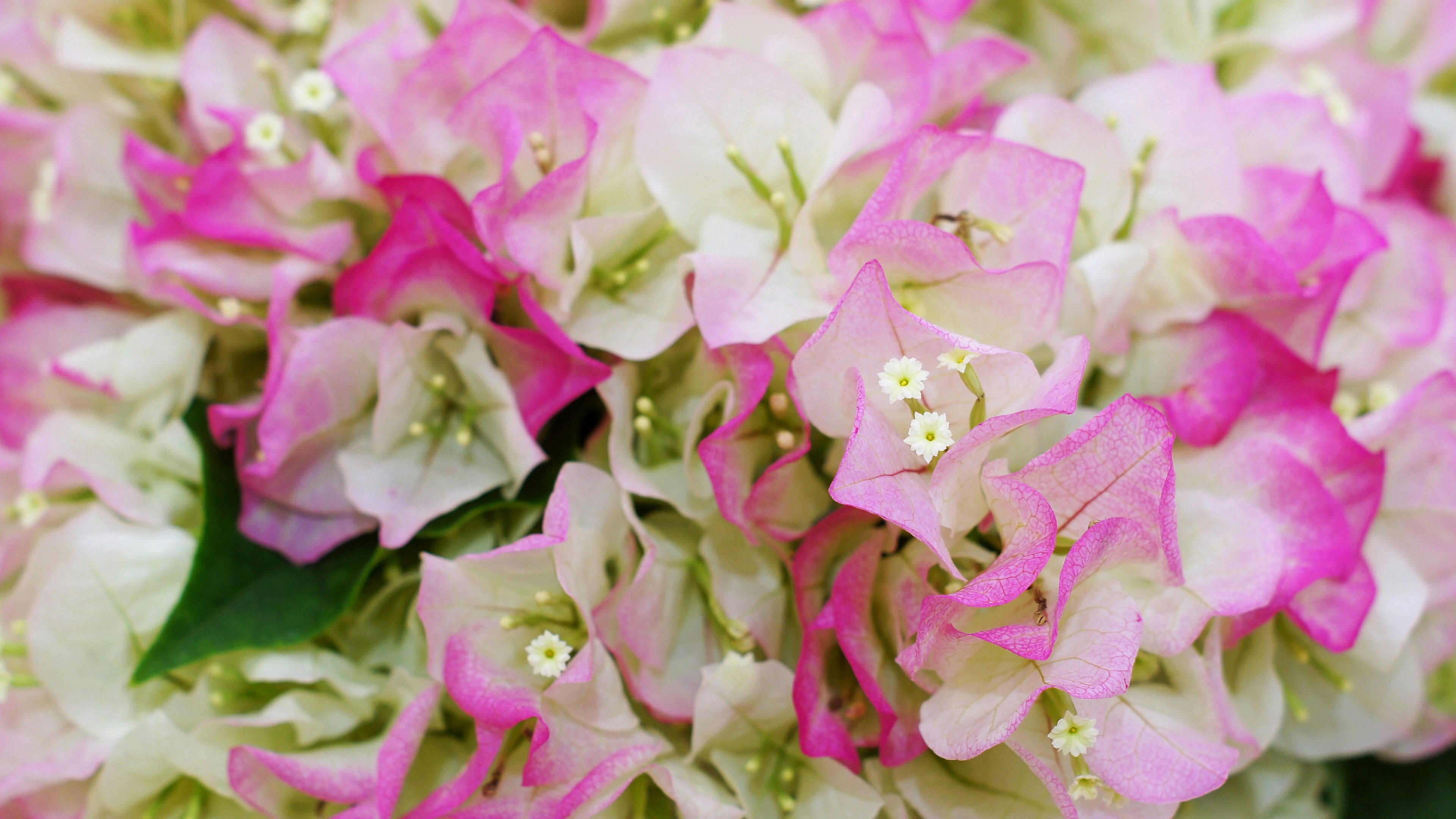 Primer plano de flores de bugambilias con pétalos blancos y rosas