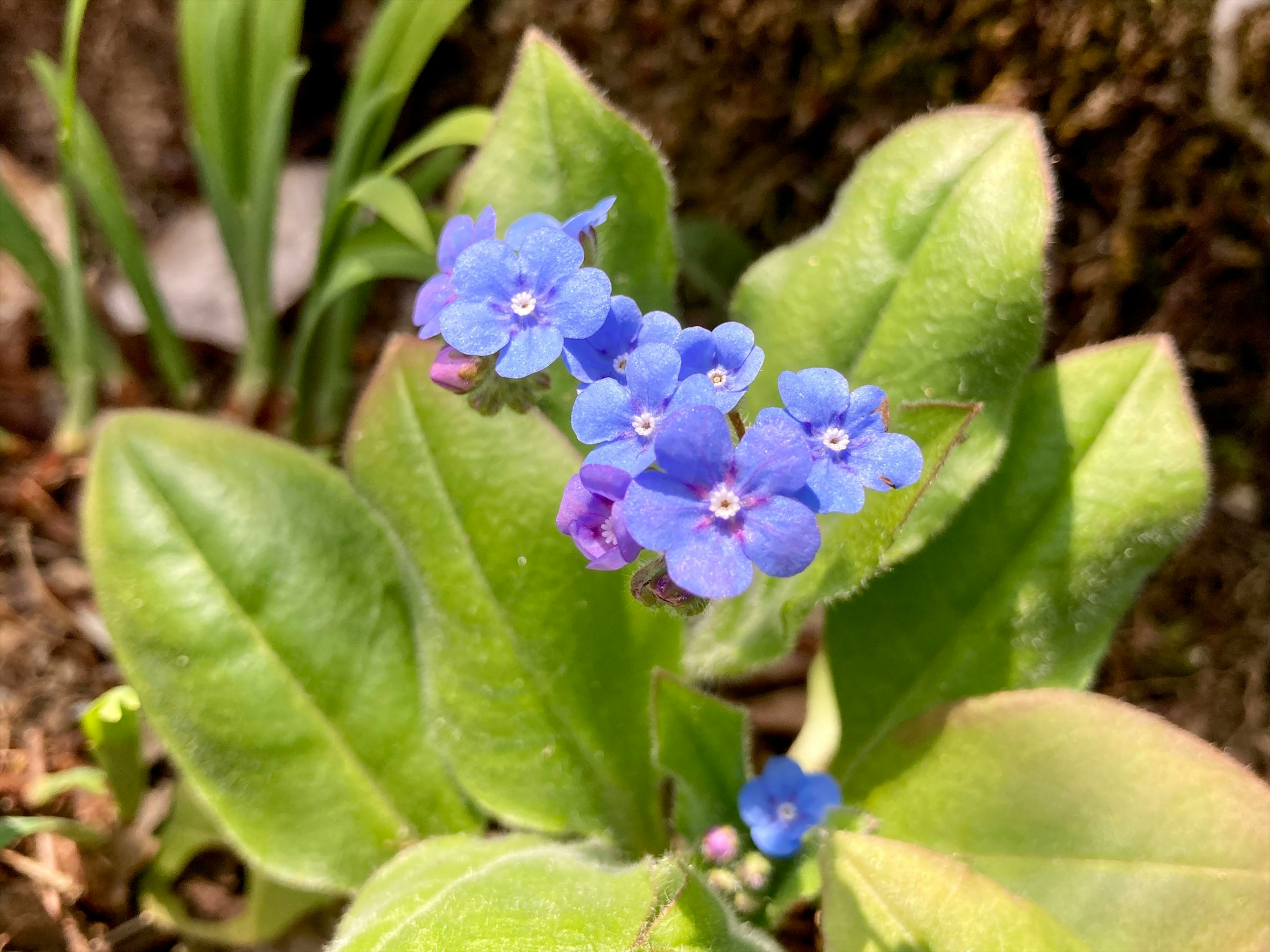 青い花を持つ緑の葉の植物