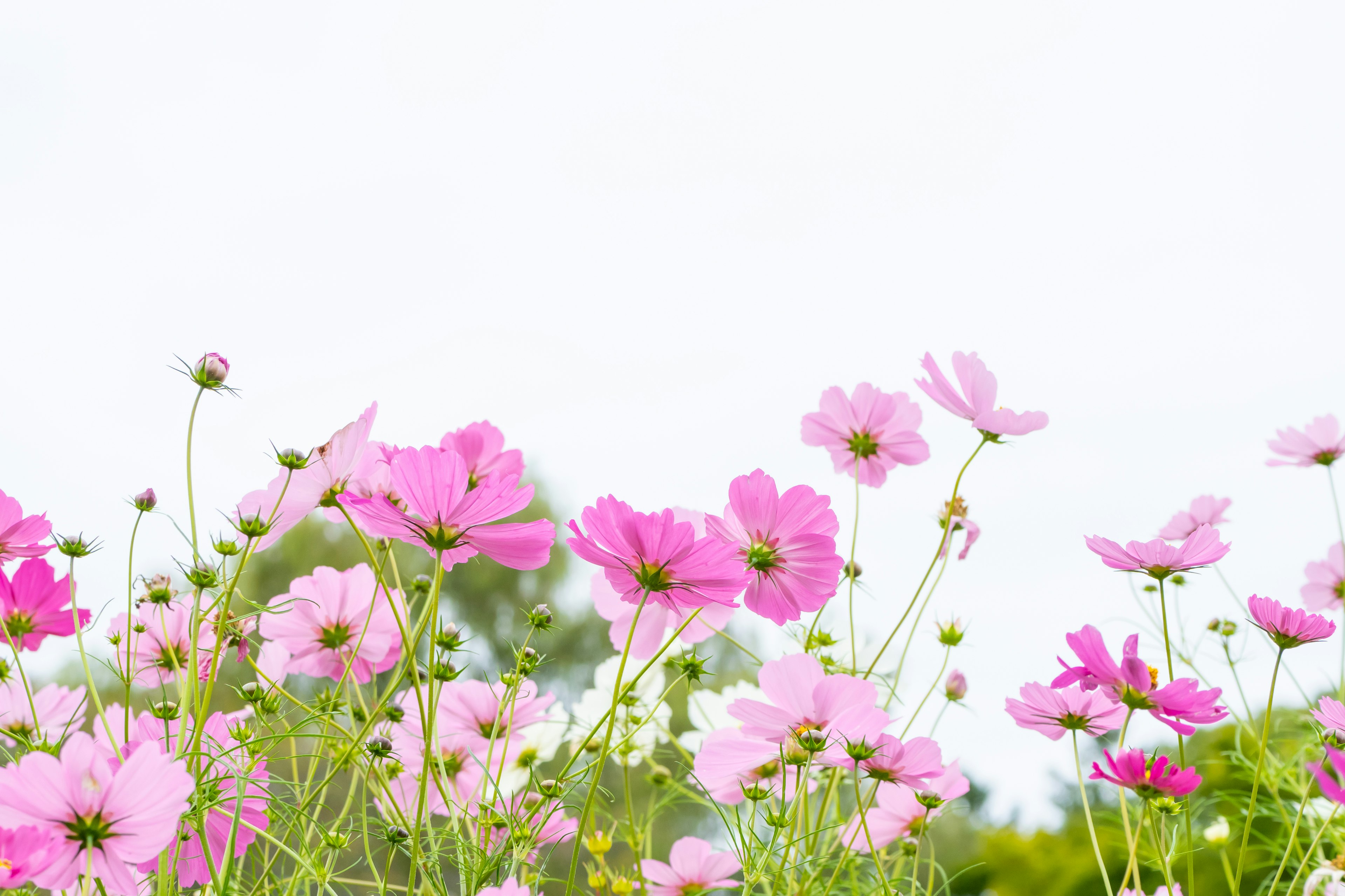 Pink cosmos flowers blooming against a bright background