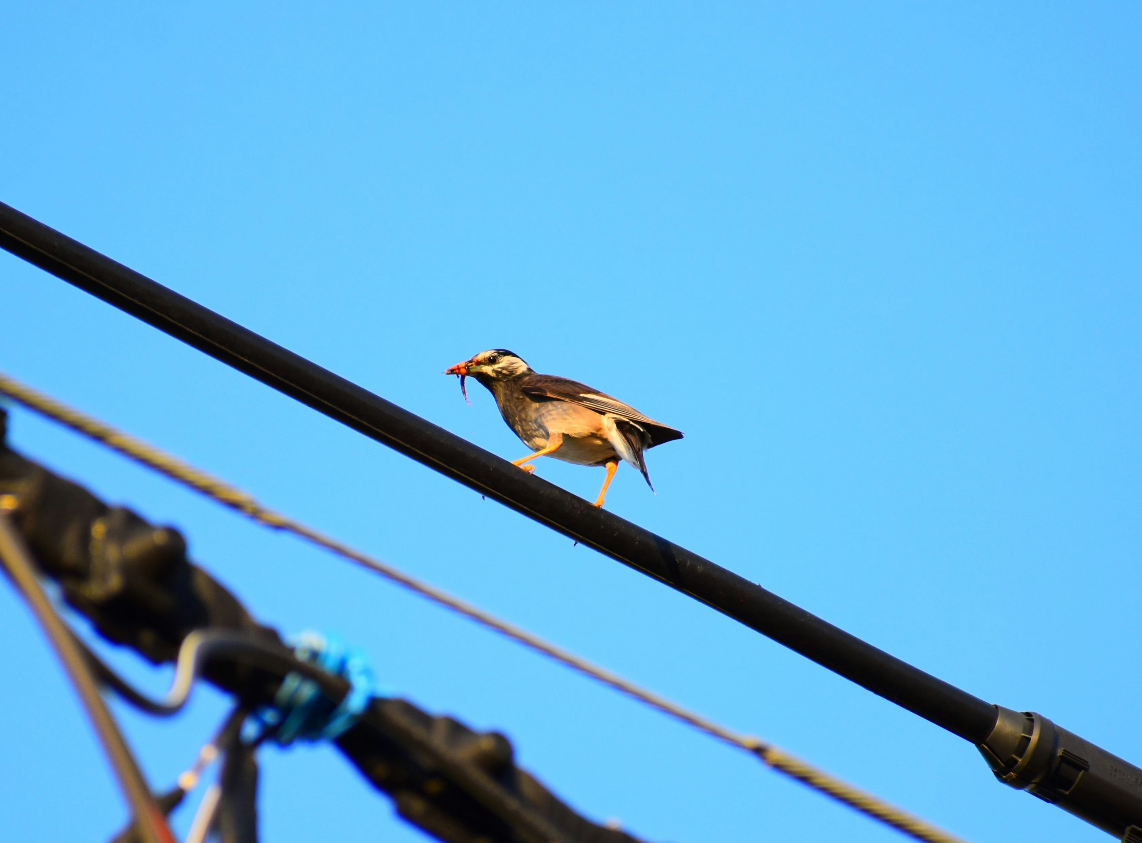 A small bird perched on a wire against a clear blue sky