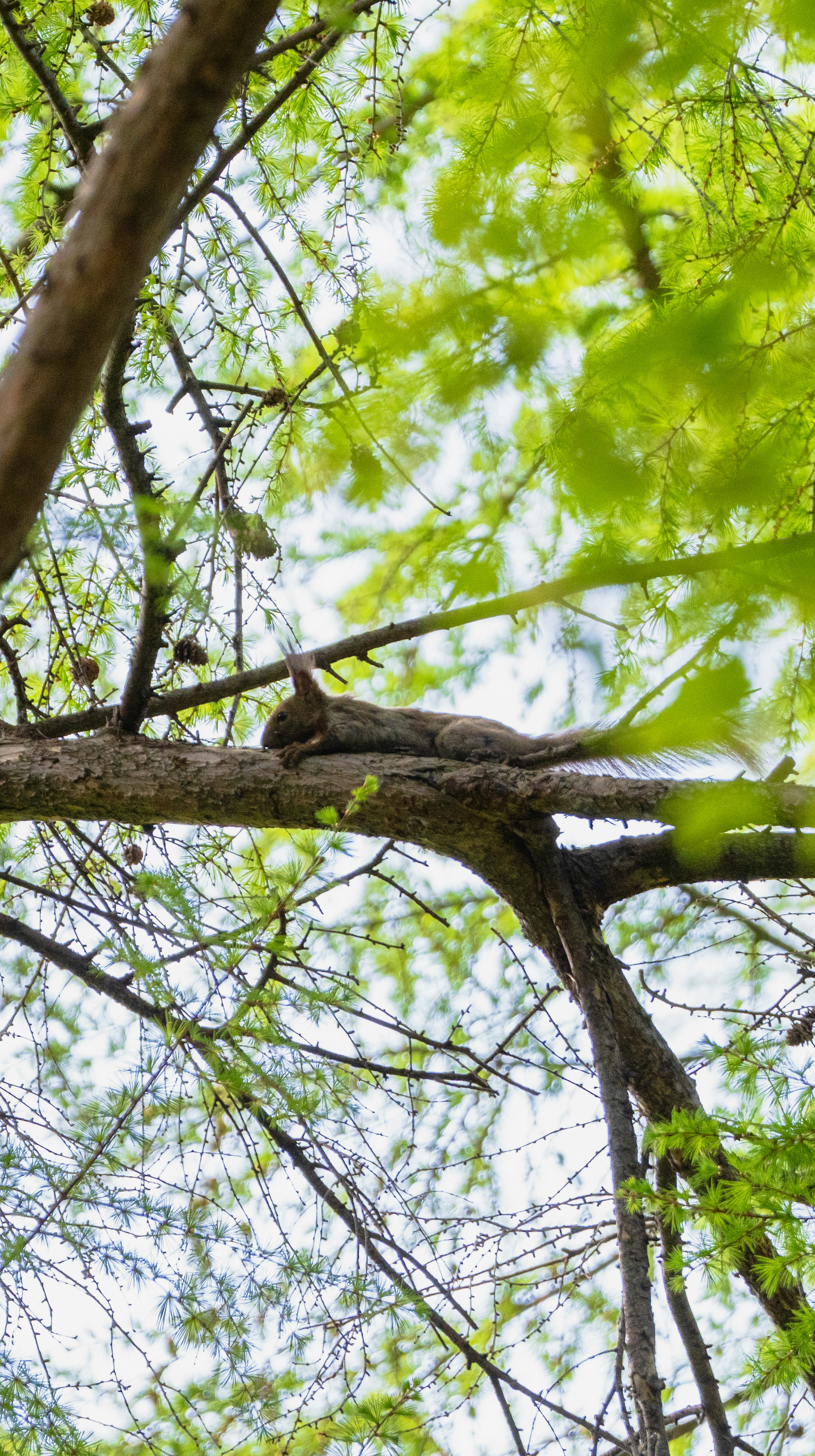 Gatto sdraiato su un ramo d'albero circondato da foglie verdi