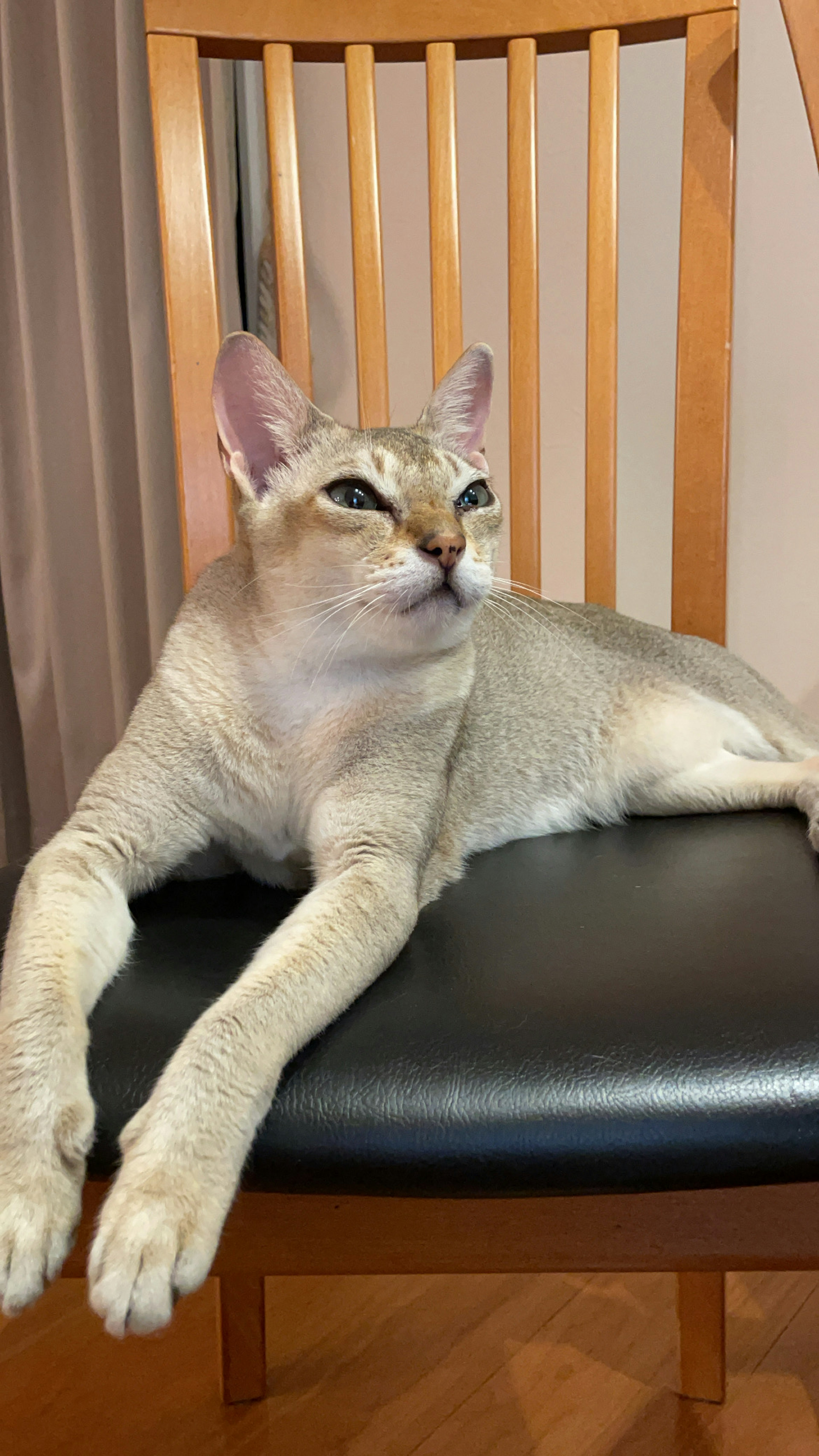 Cat lounging on a chair Silver fur Large ears and green eyes