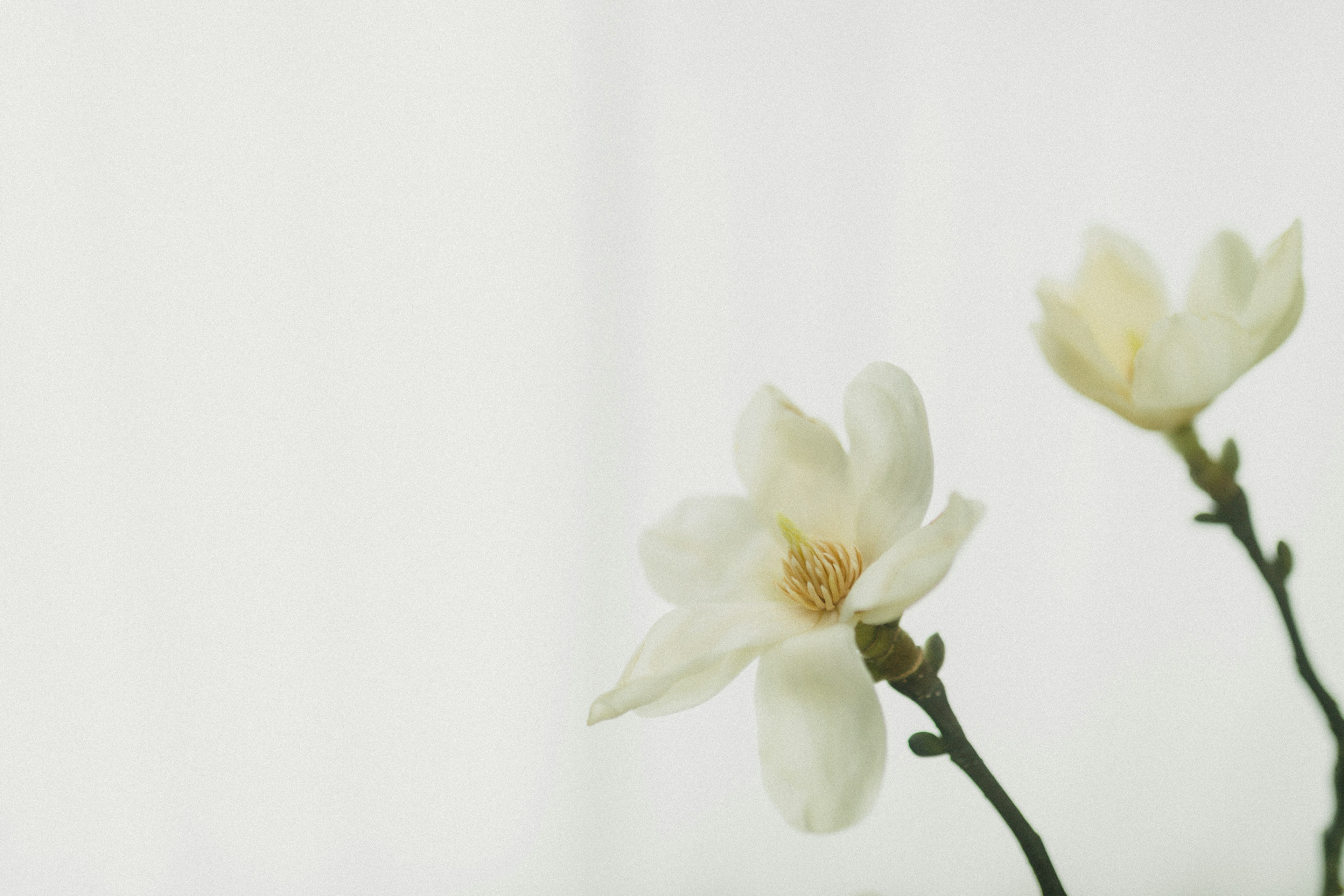 Zwei weiße Blumen mit zarten Blütenblättern vor einem sanften Hintergrund