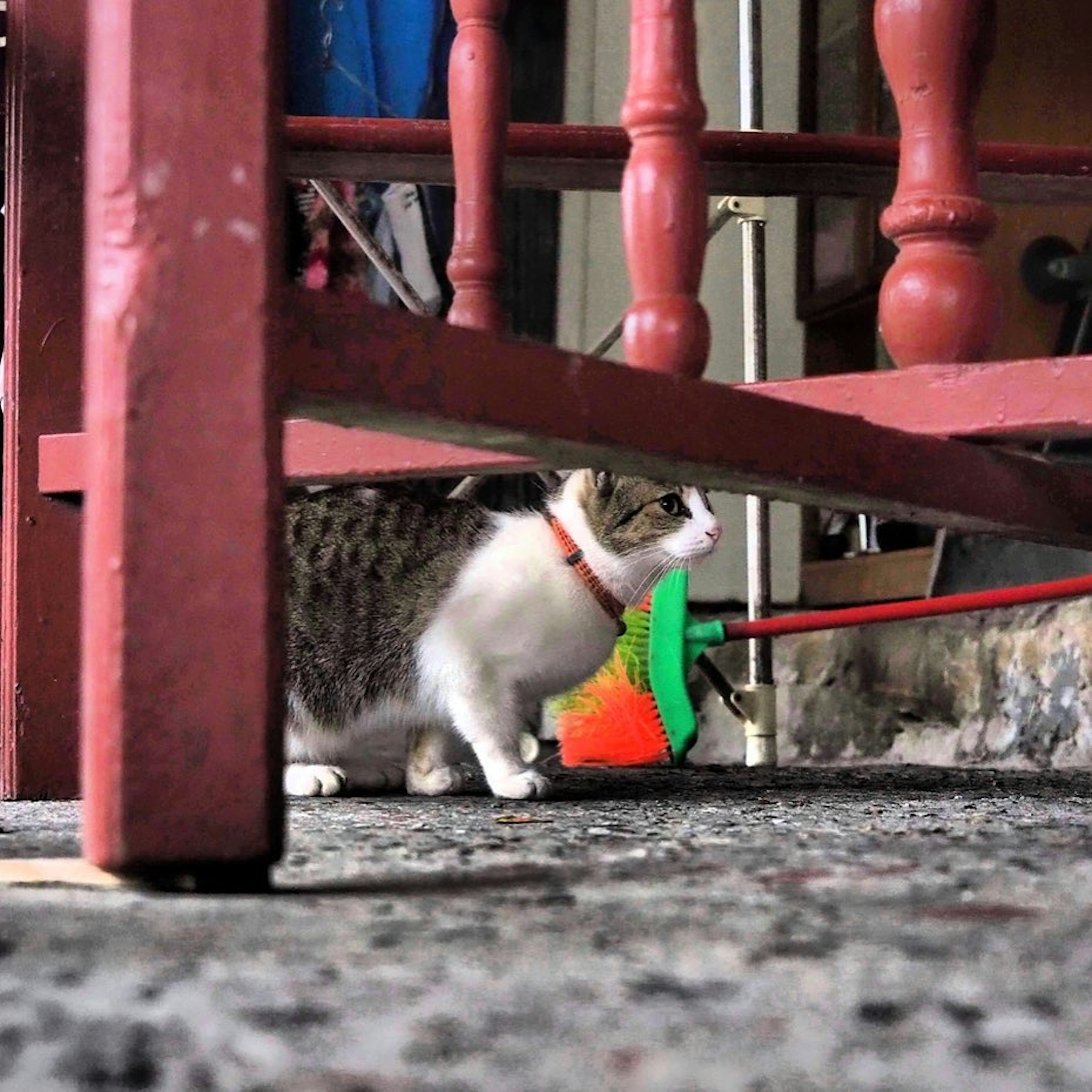 Un chat marchant sous une chaise rouge