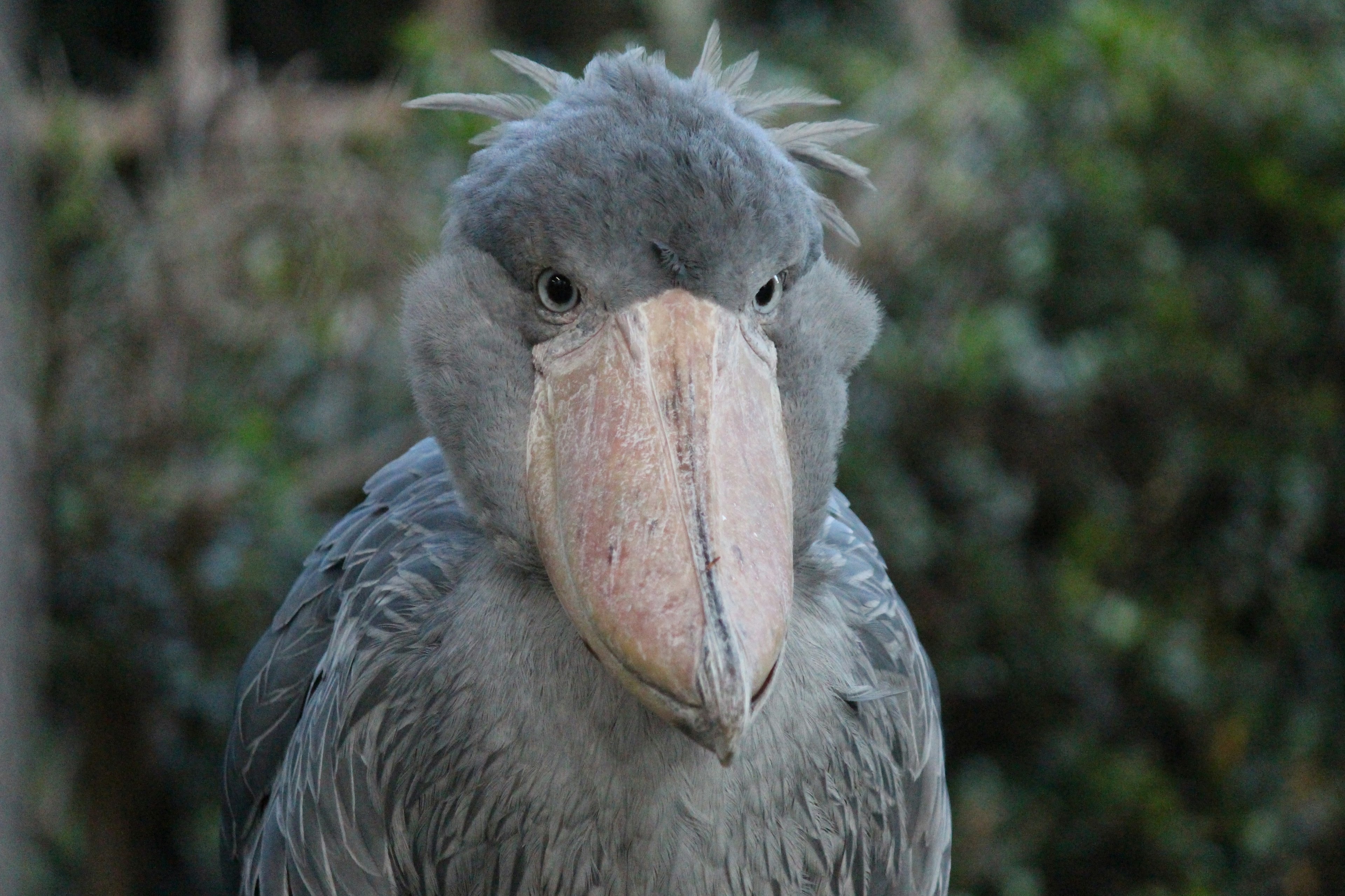 Close-up of a gray shoebill bird showcasing its large distinctive bill and expression