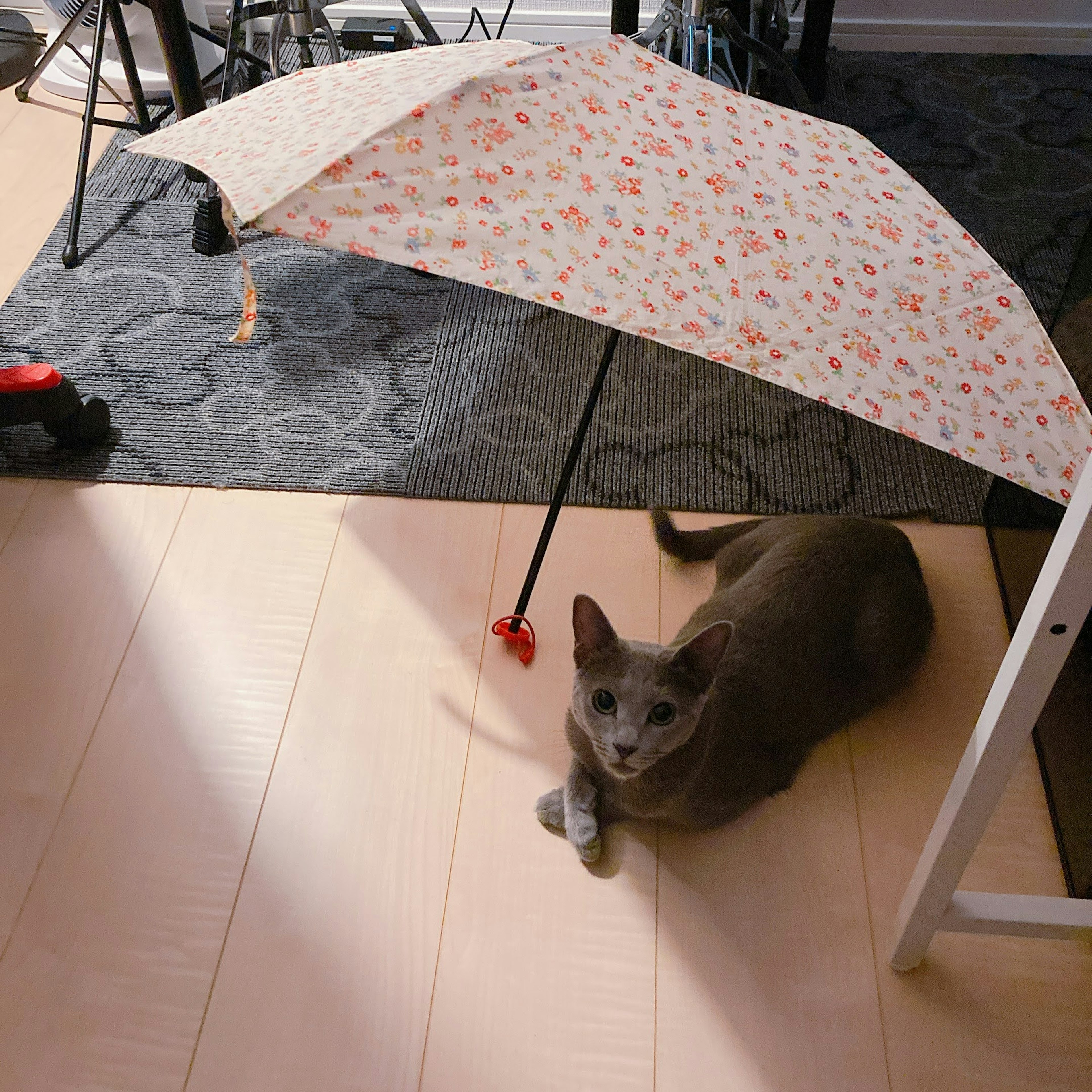 Gato gris relajándose bajo un paraguas decorado