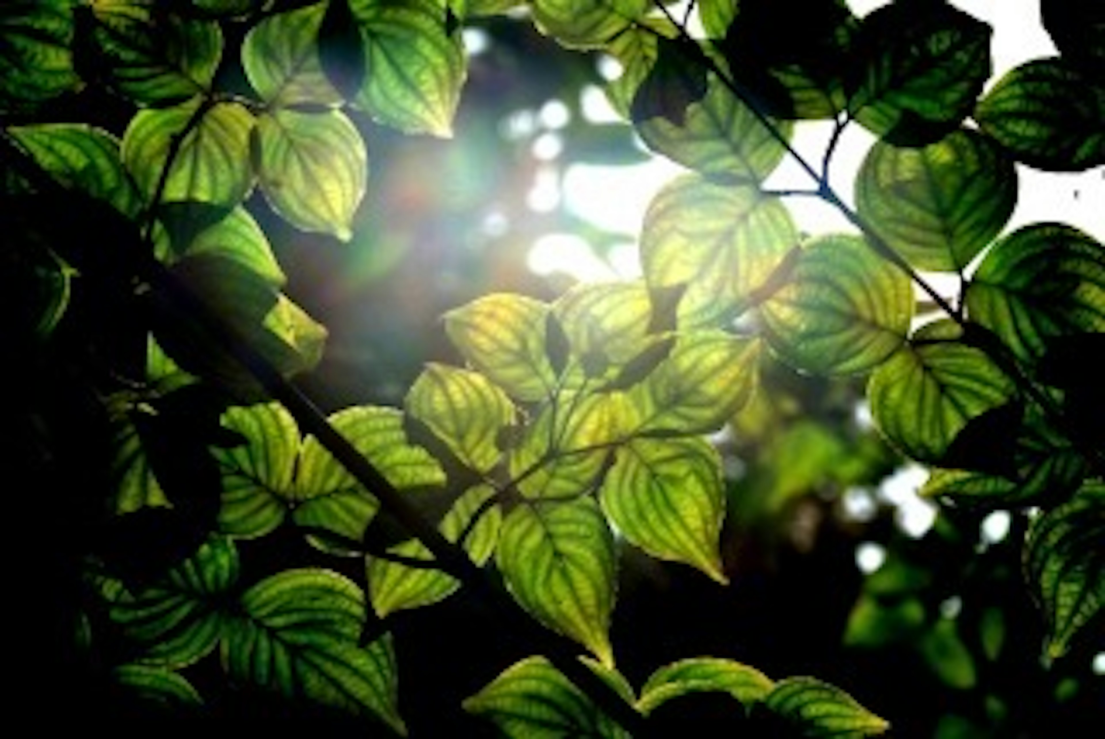 Hermosa foto de hojas verdes iluminadas por la luz del sol