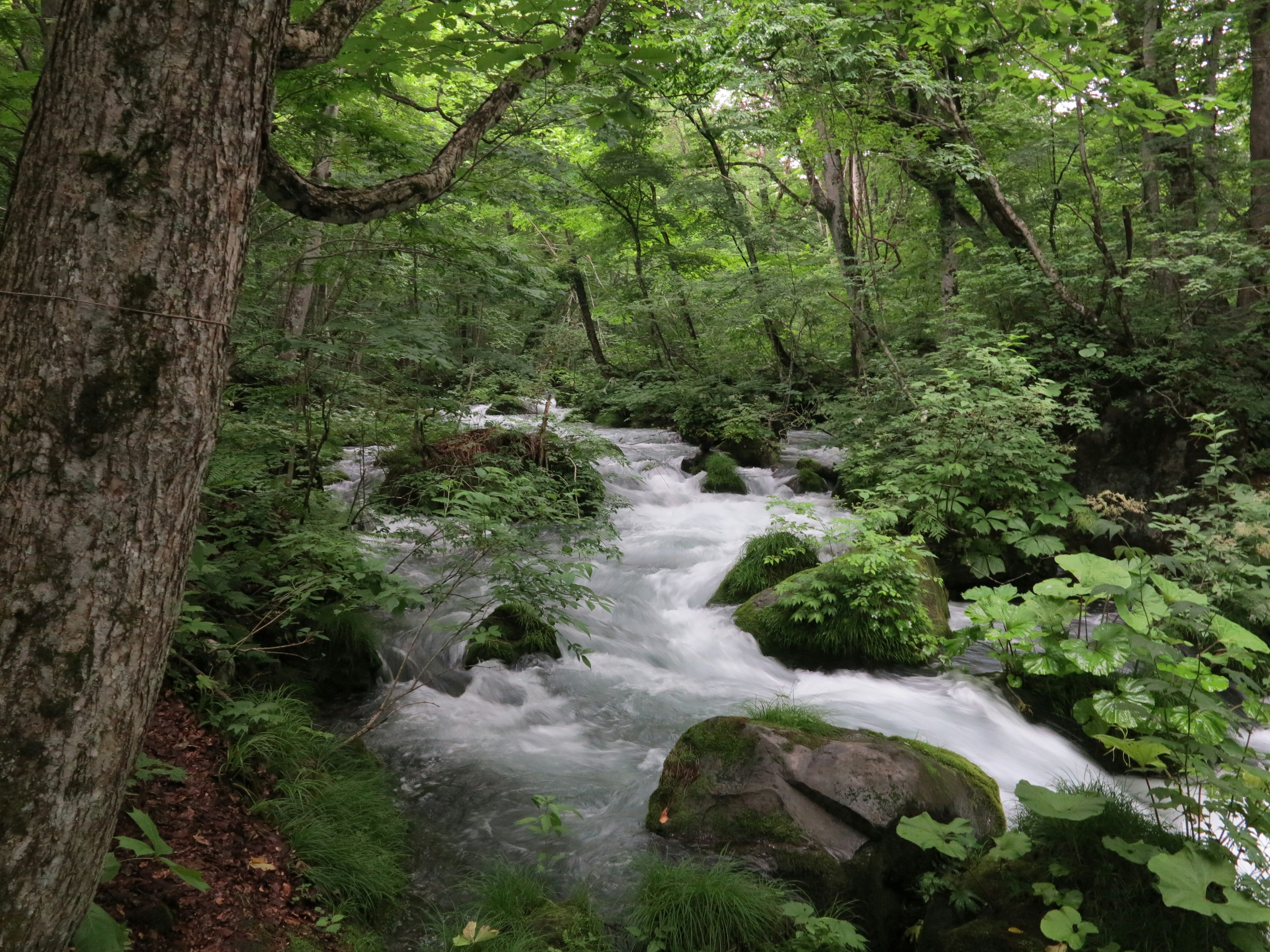 綠意盎然的森林中流淌的小溪風景