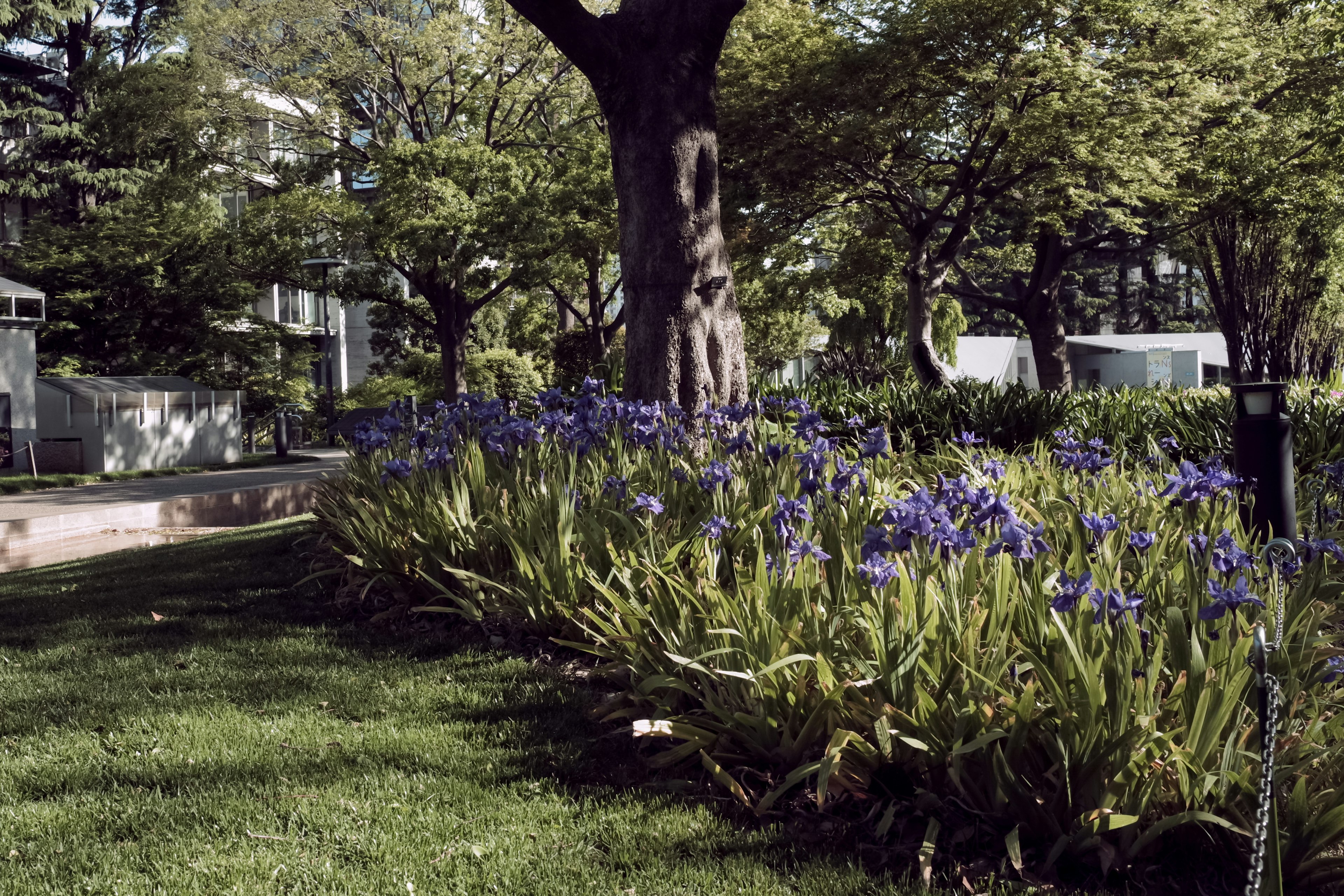 Paysage d'un jardin avec des fleurs bleues et de l'herbe verte dans un parc