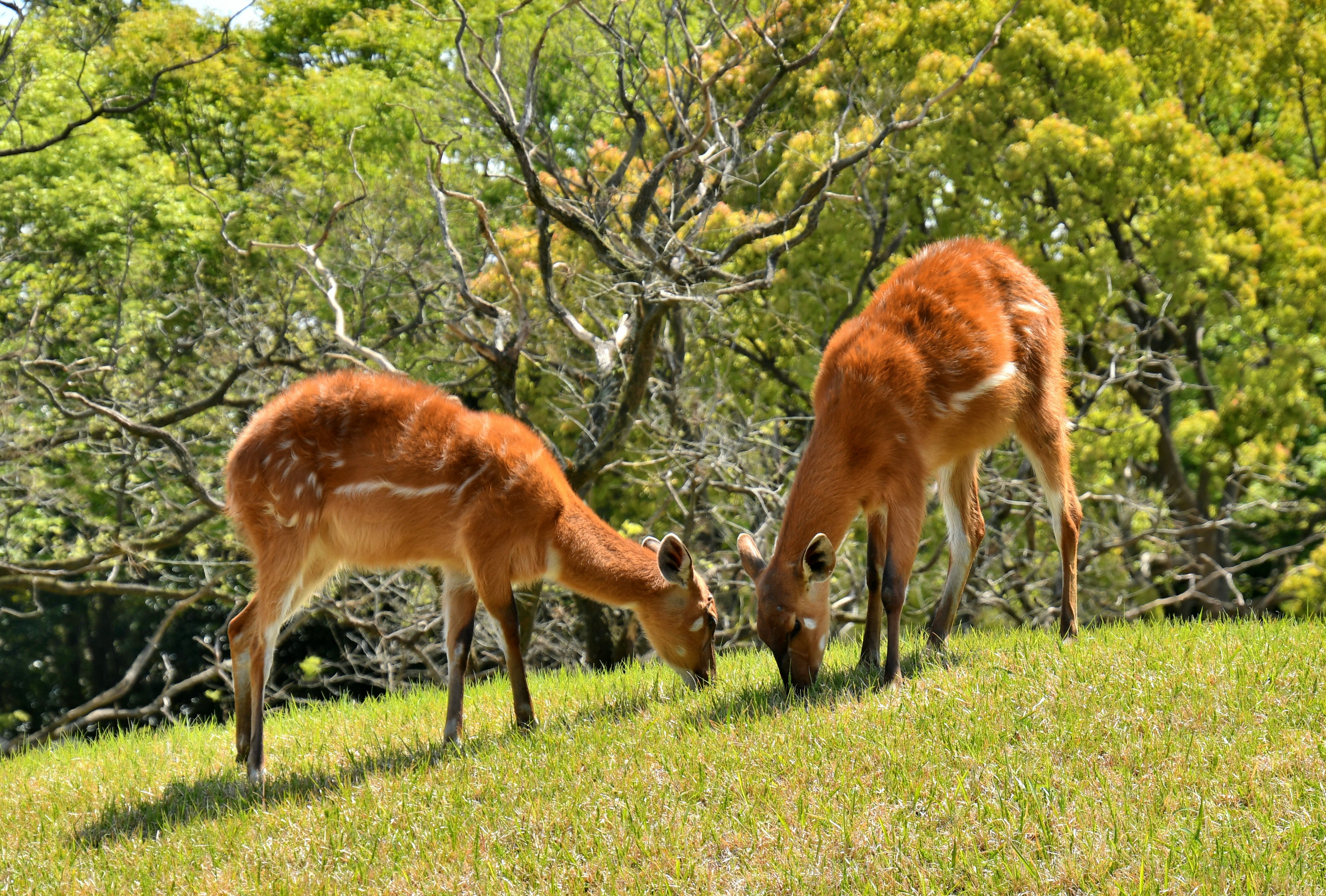 Two male deer grazing on a green meadow with trees in the background