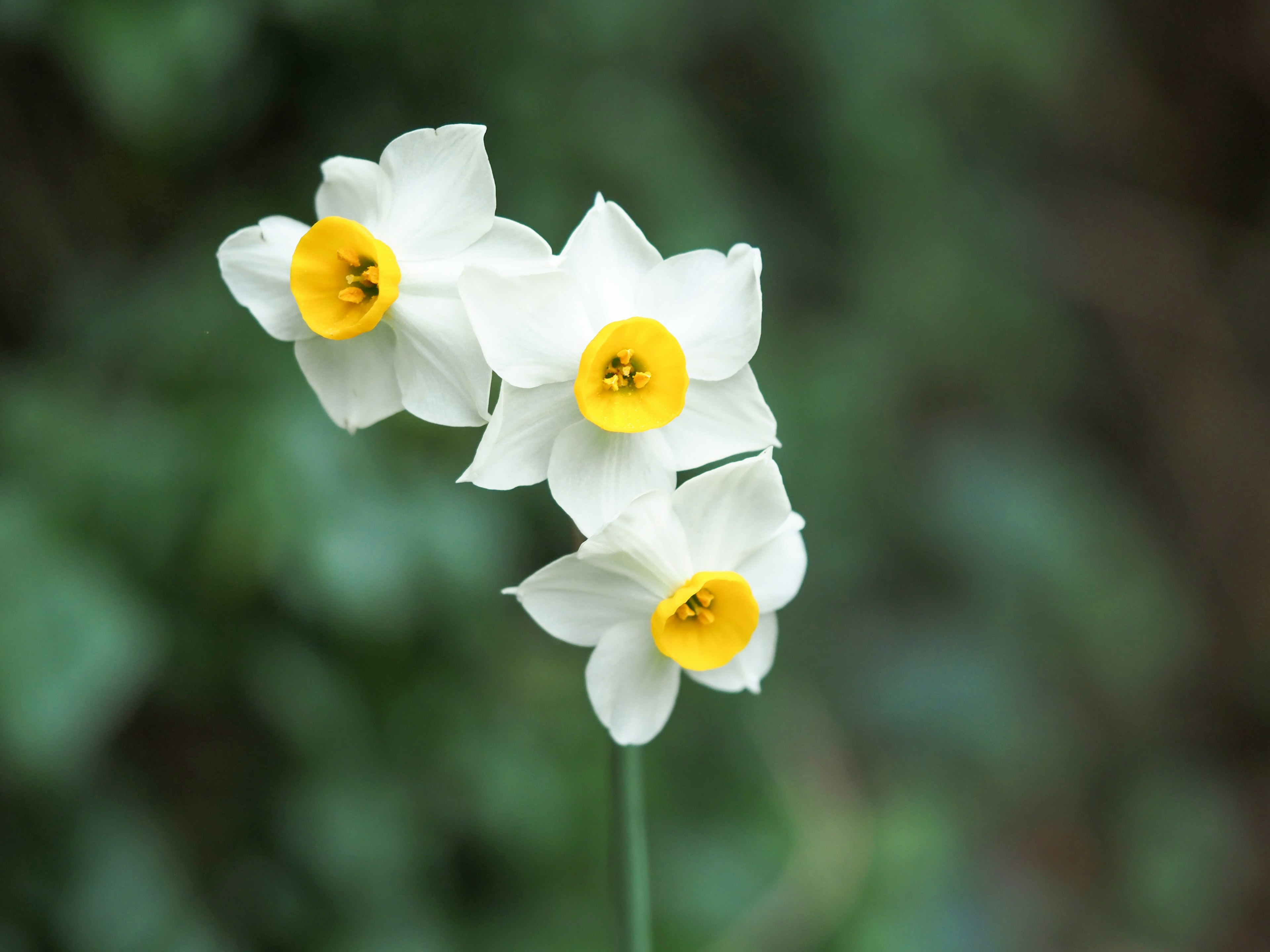 Drei weiße Narzissenblüten mit gelben Zentren