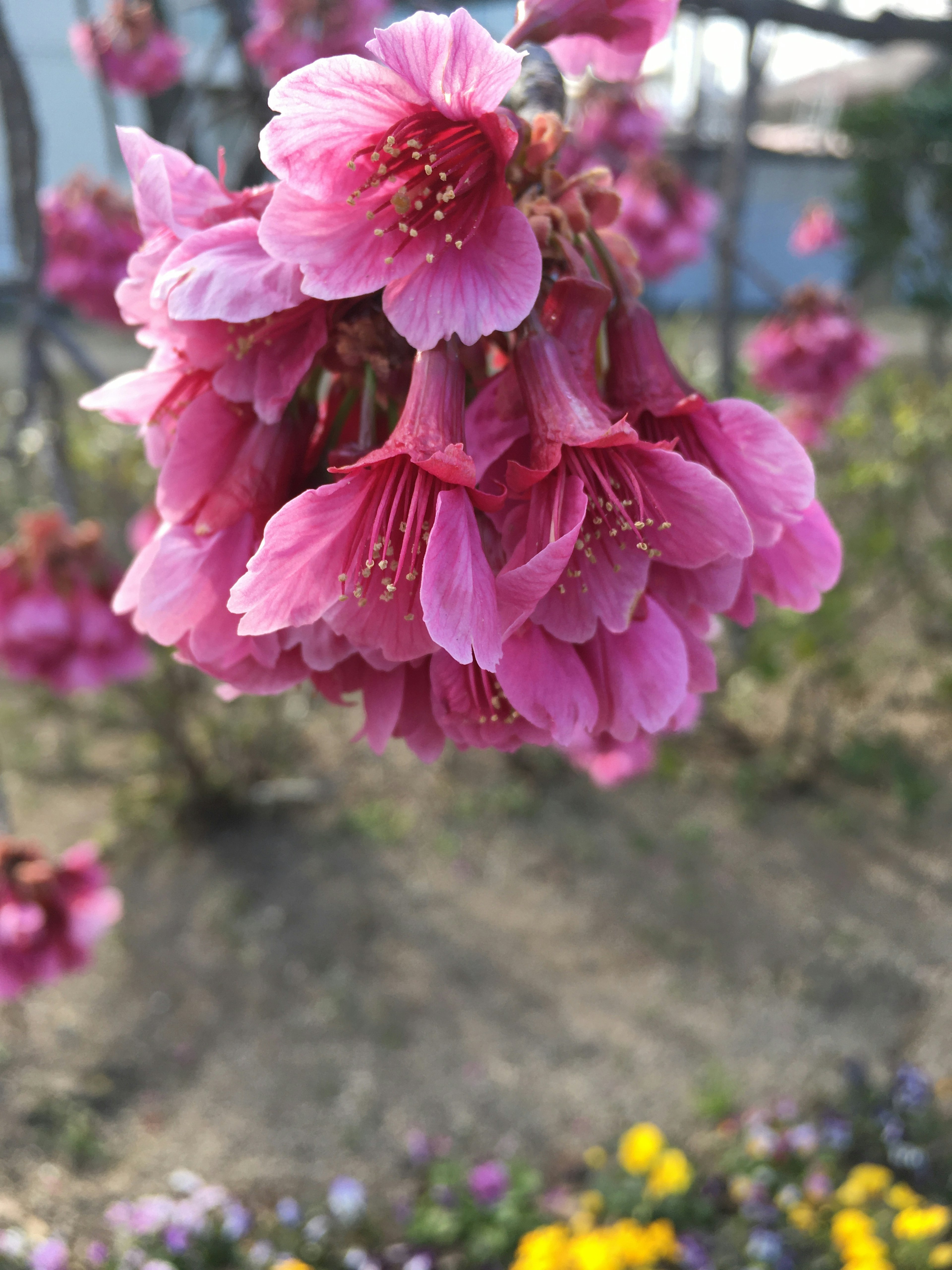 Bunch of pink flowers blooming with colorful flowers in the background