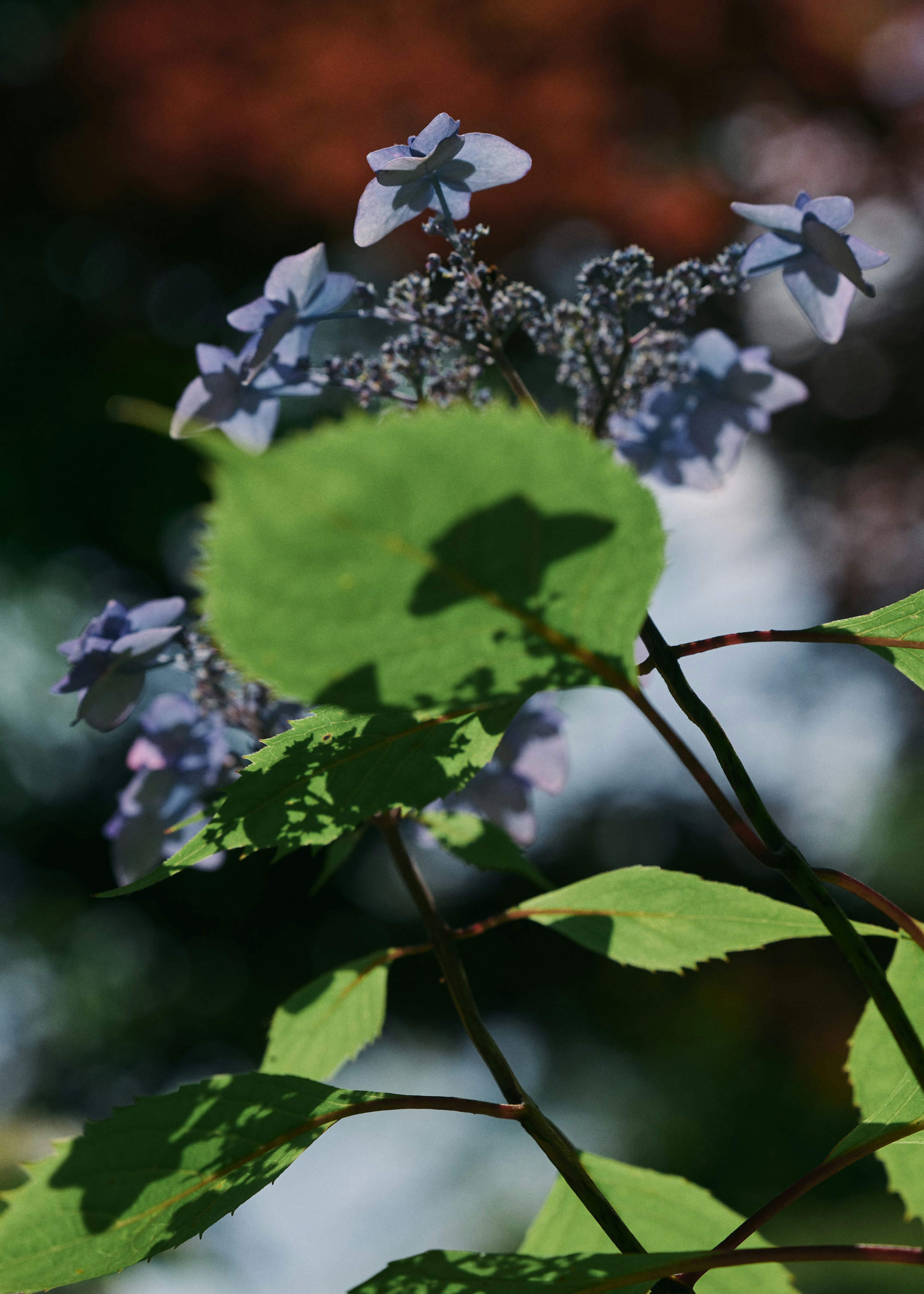 Imagen que muestra una planta con flores moradas en contraste con hojas verdes