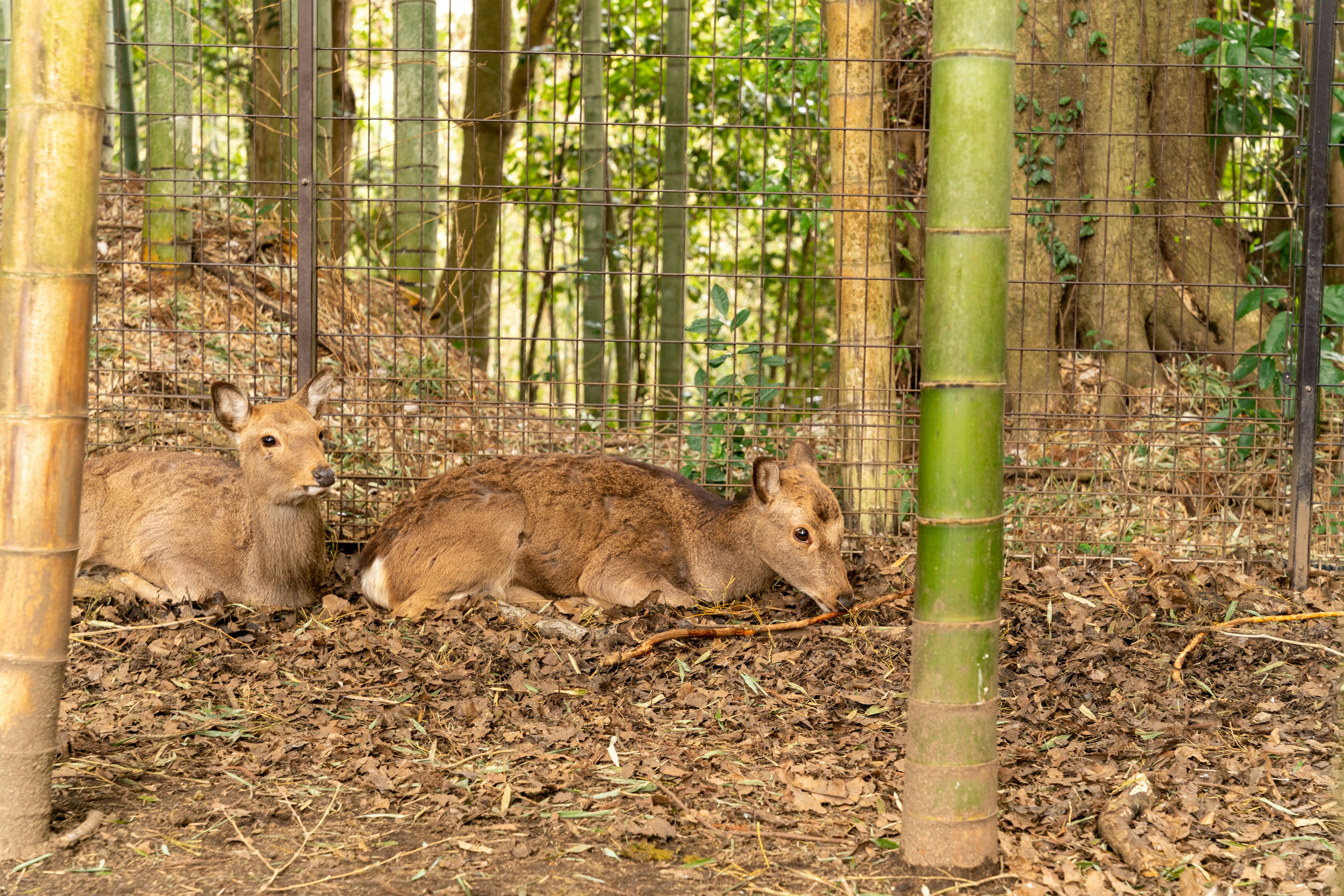 Zwei Rehe ruhen sich in einem Wald mit Bambusbäumen aus