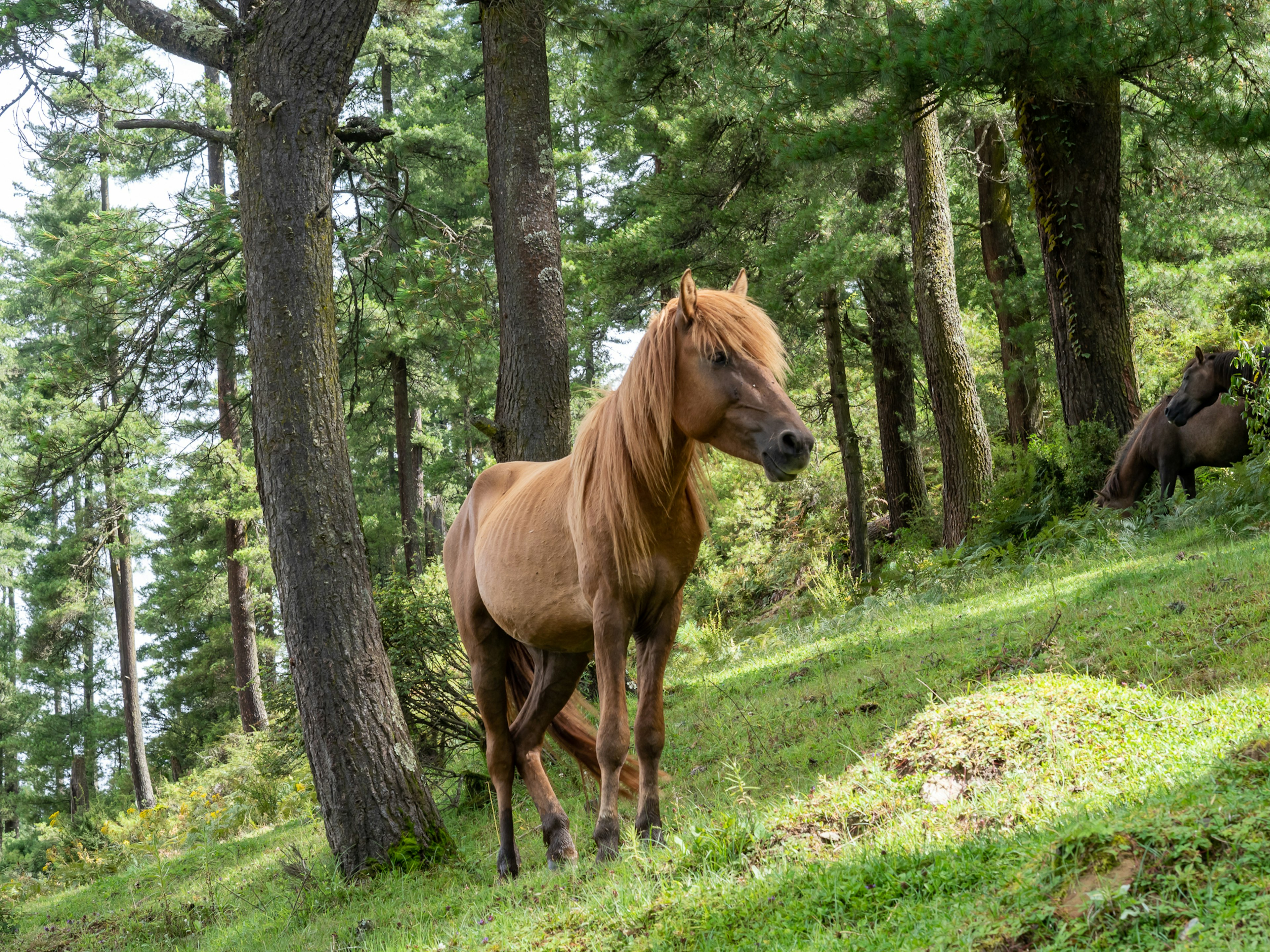 Braunes Pferd steht in einem Wald umgeben von grünem Gras und Bäumen