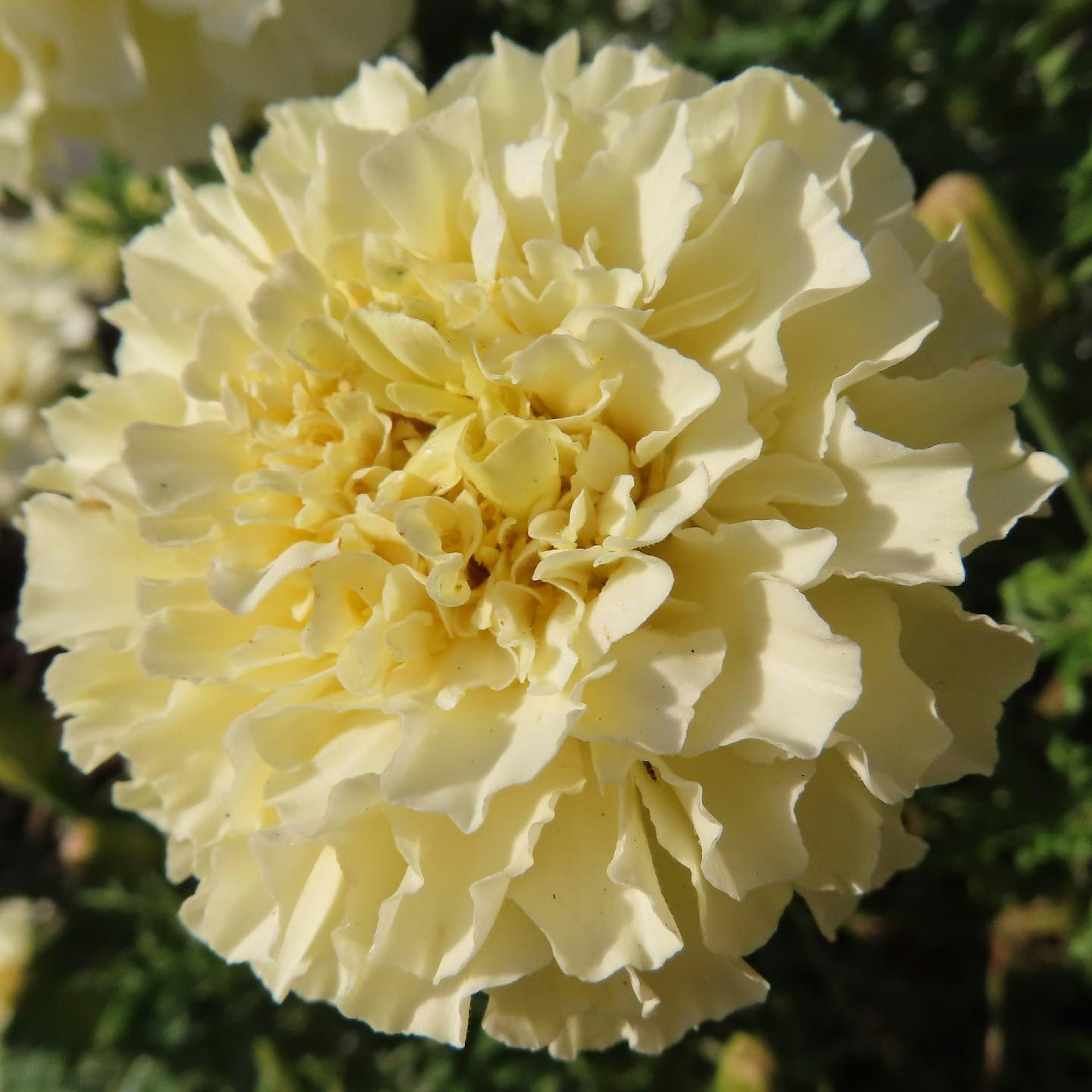 Sebuah bunga marigold kuning pucat yang sedang mekar