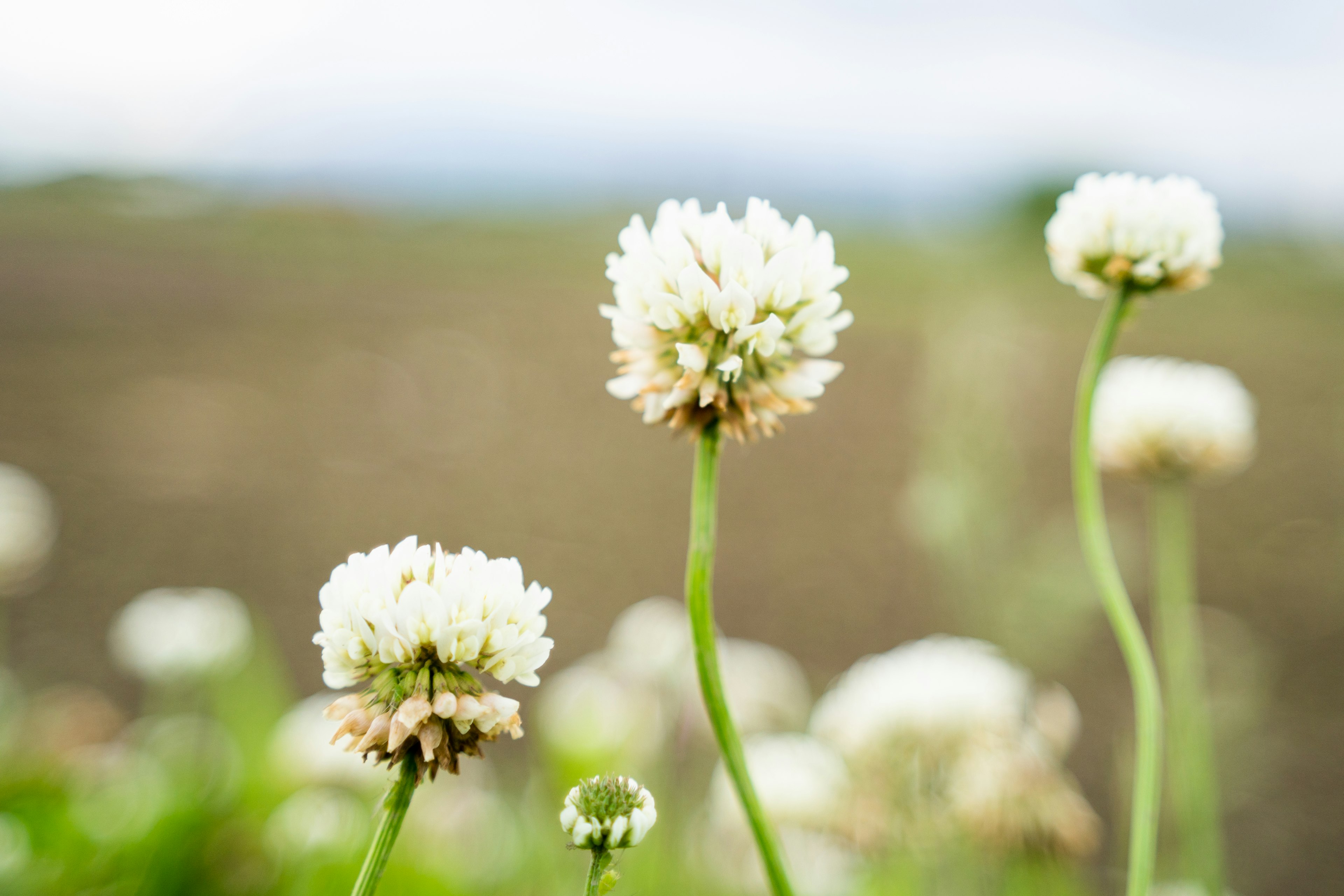 Gros plan de fleurs de trèfle blanc dans un champ