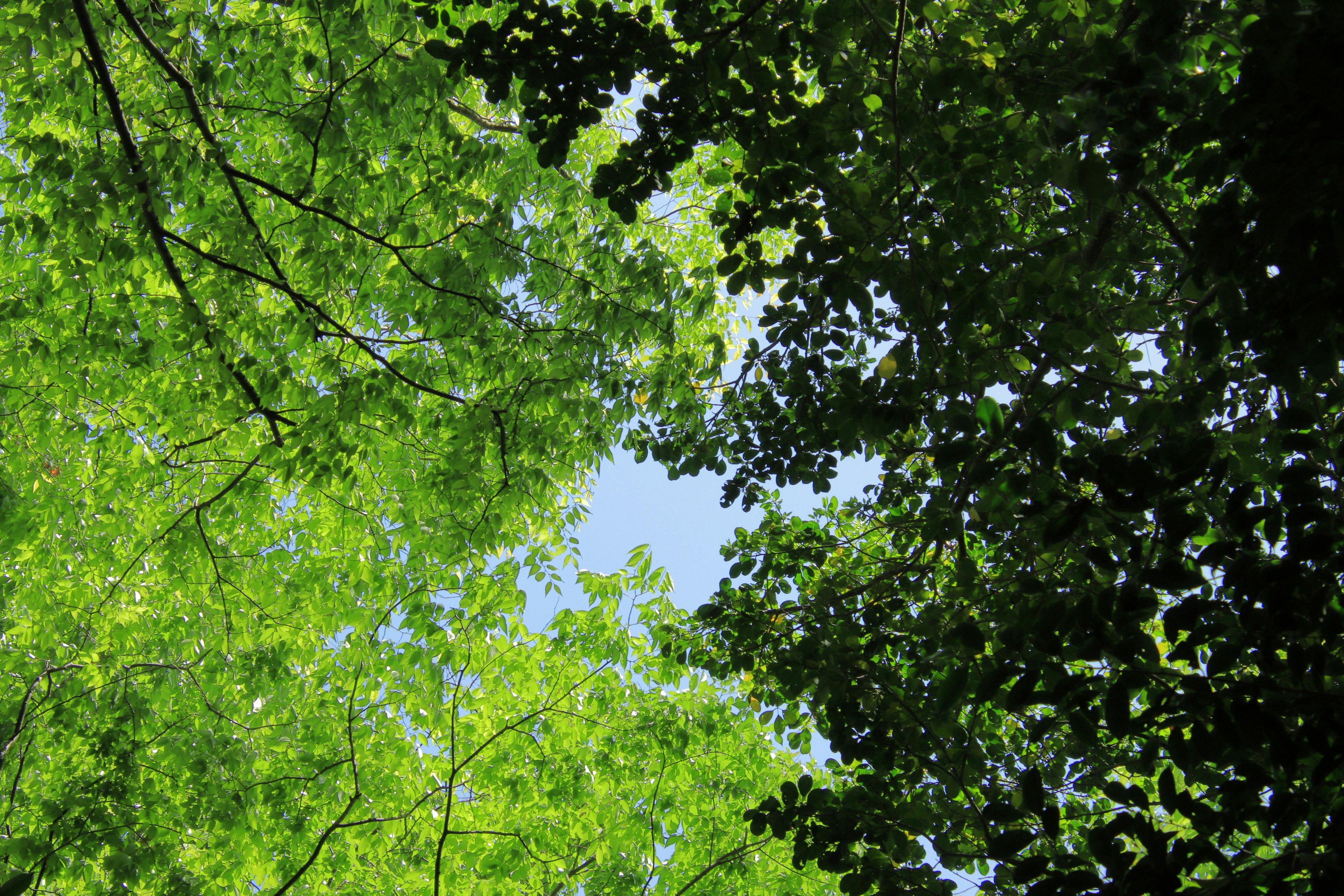 A view of lush green leaves from trees against a blue sky