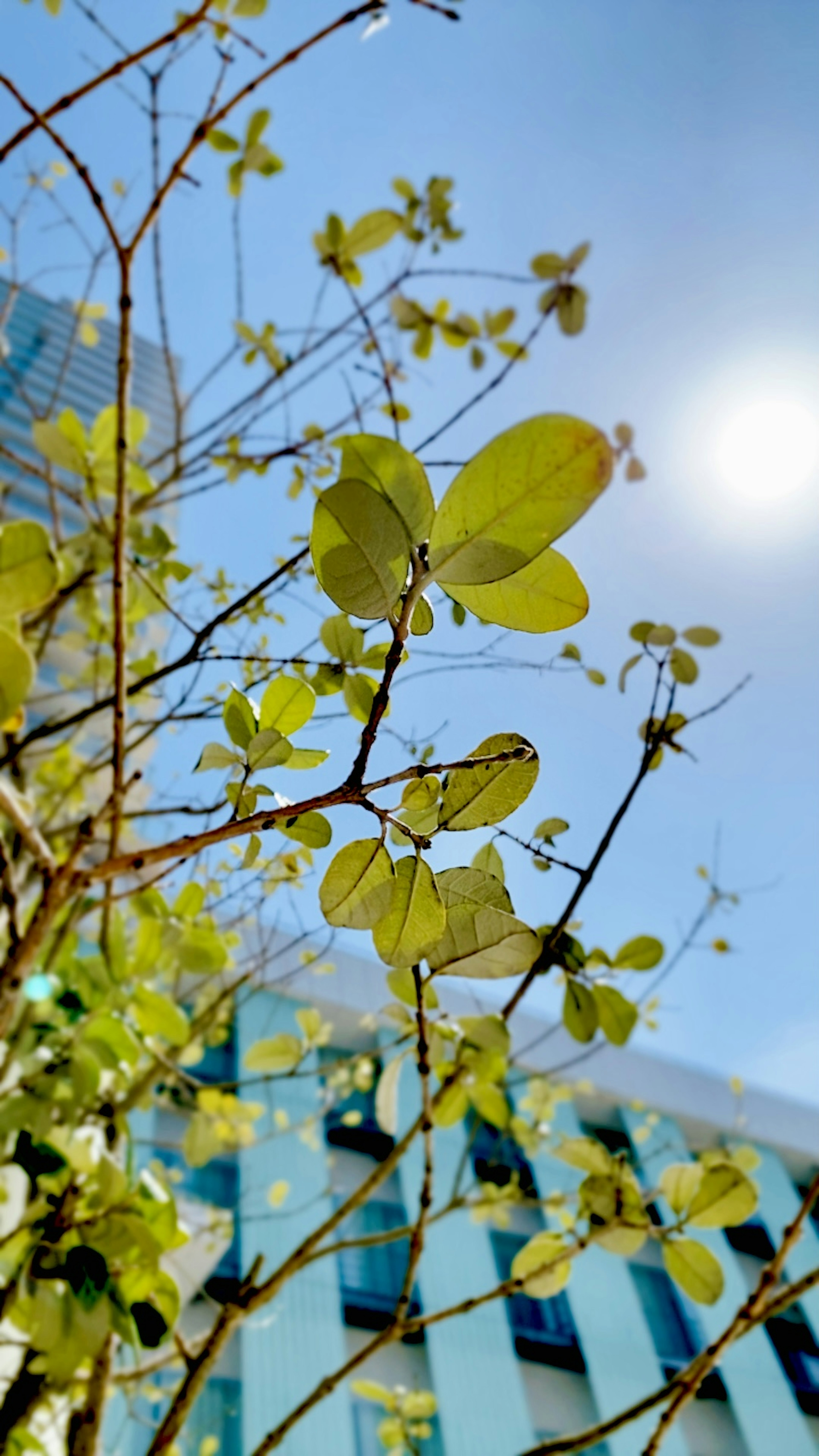 青空と太陽の下で生い茂る緑の葉と細い枝のクローズアップ