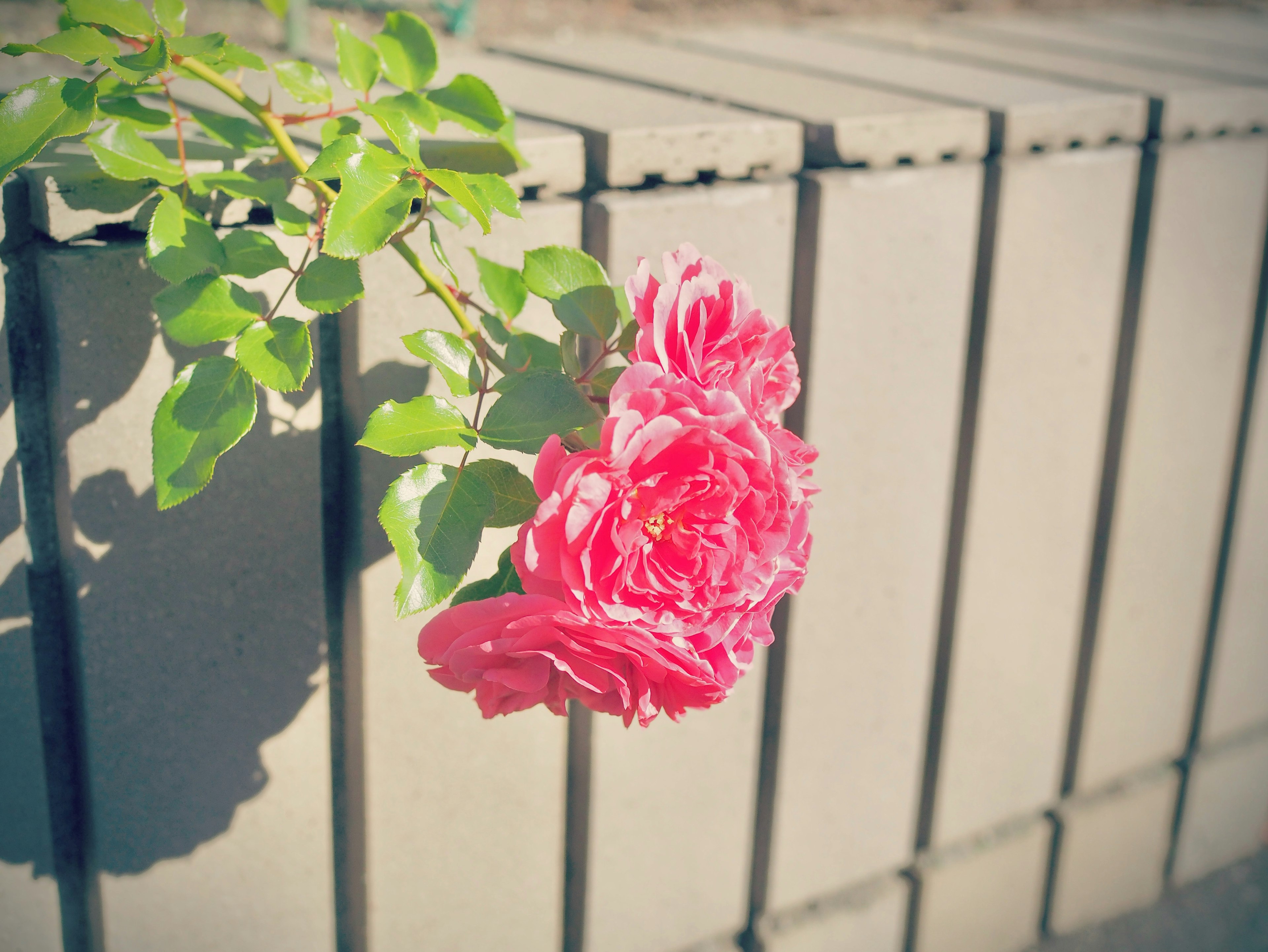 Una flor de rosa rosa con hojas verdes floreciendo frente a bloques de concreto