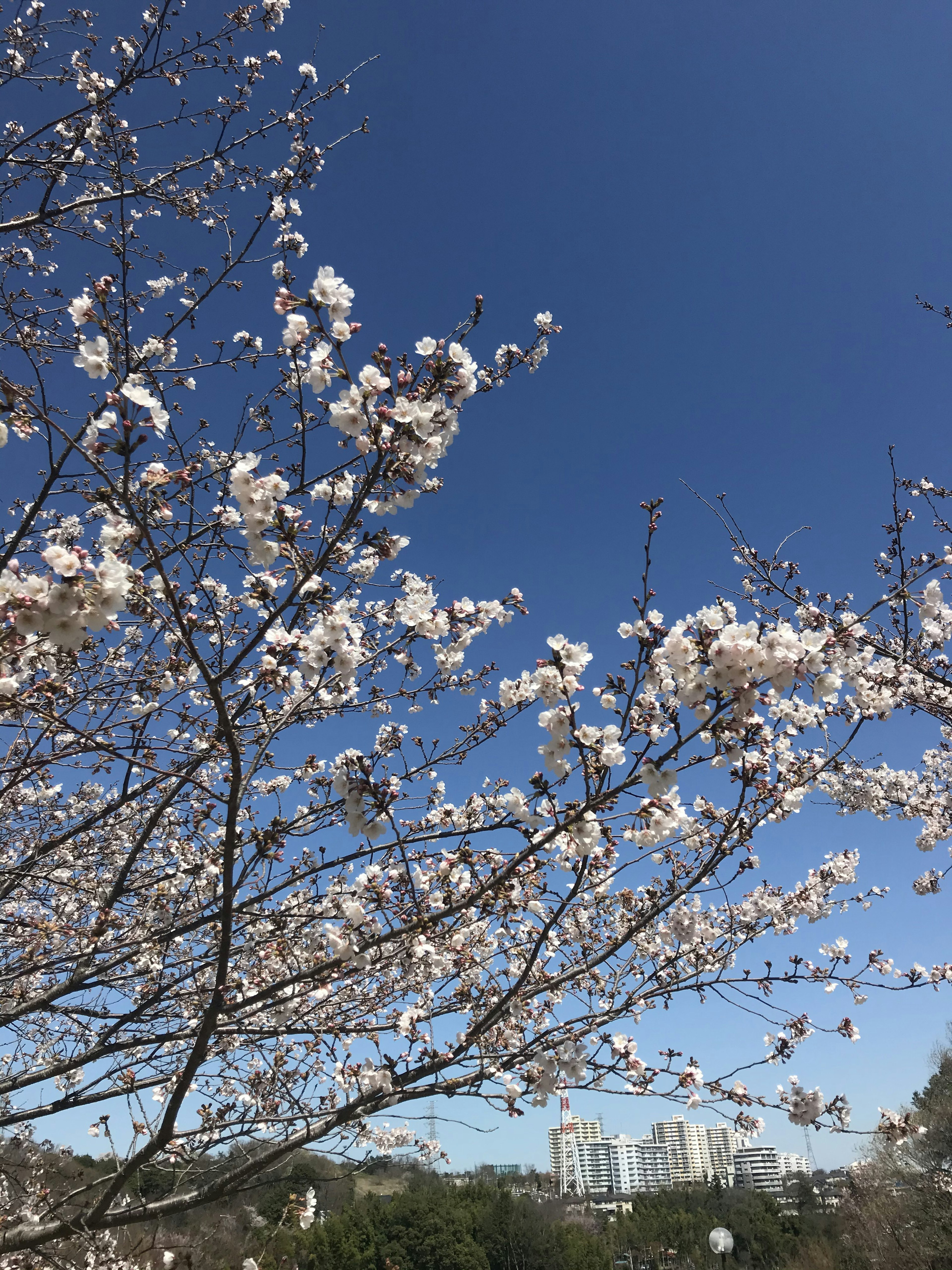 青空の下に咲く桜の花と背景のビル