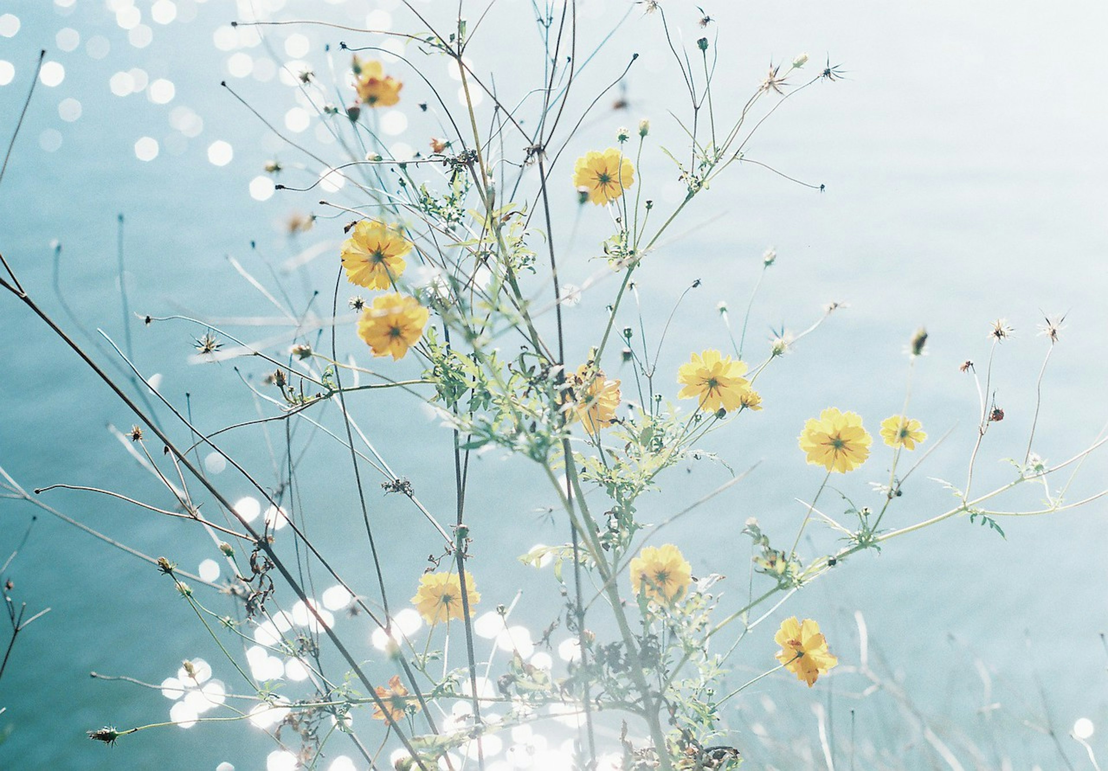 Fiori gialli e erba riflessi sulla superficie dell'acqua