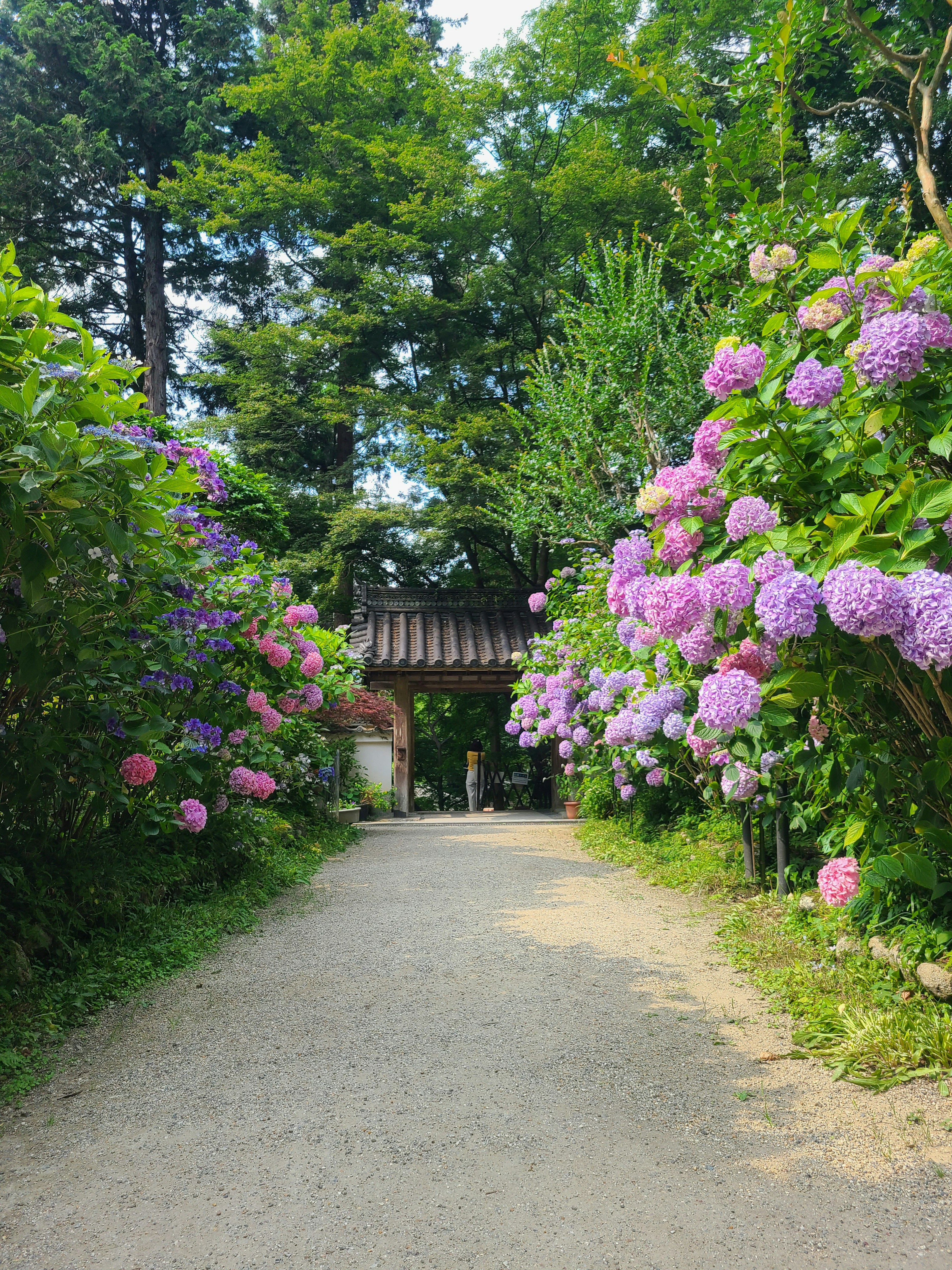 Pathway lined with blooming hydrangeas and an old gate