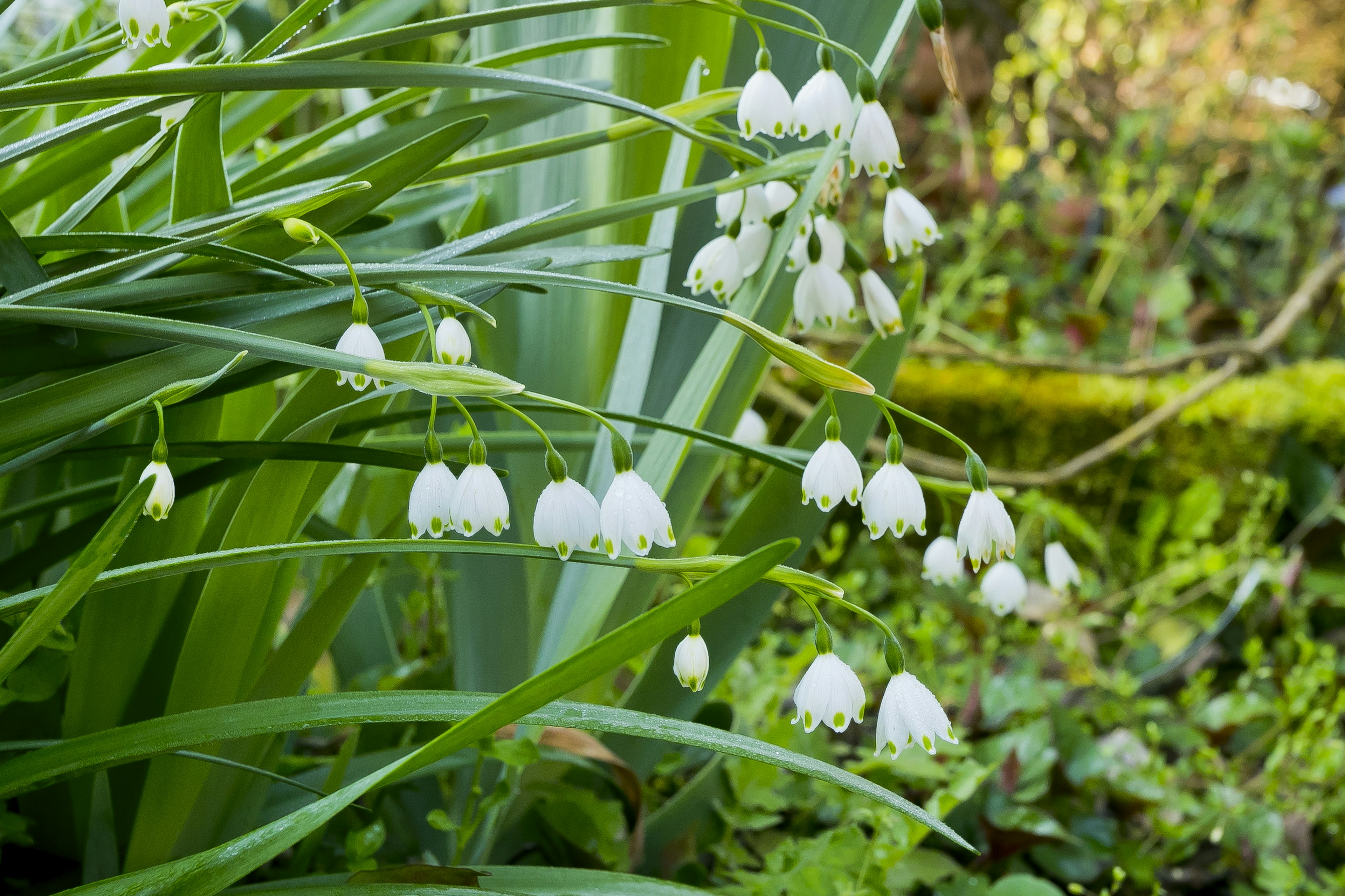 Fiori di galanthus bianchi che fioriscono tra le foglie verdi