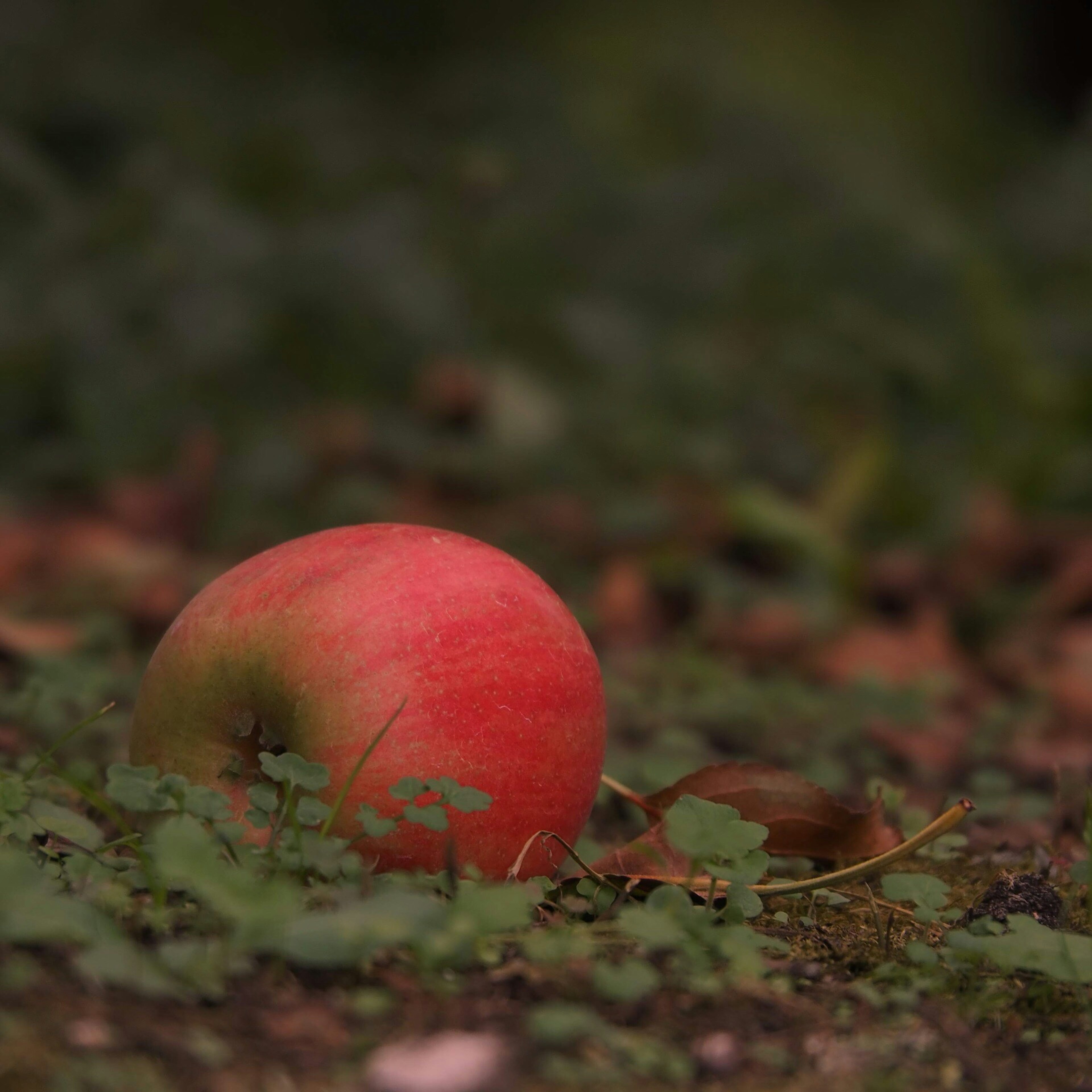 A red apple resting on the ground among green foliage